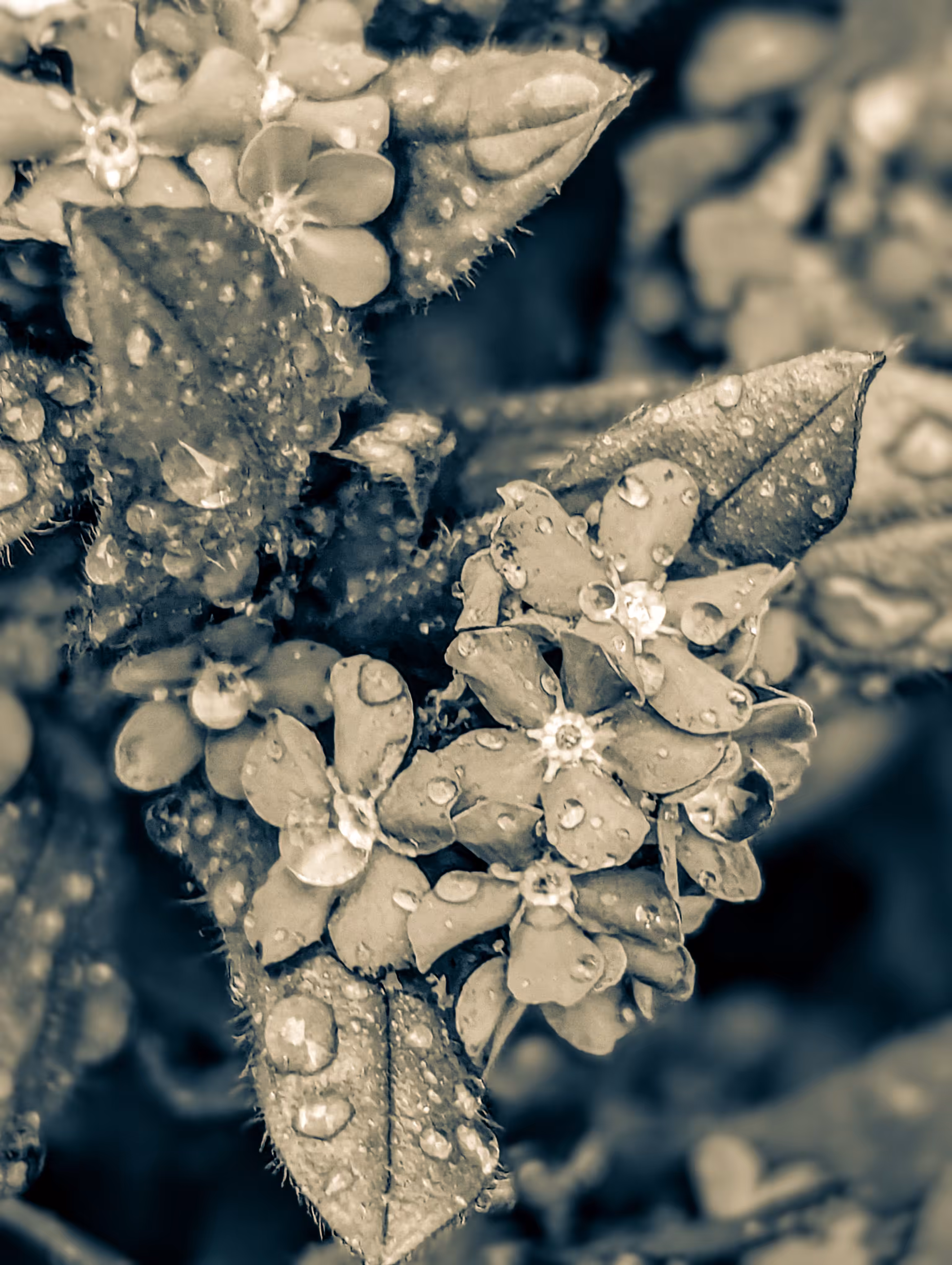 Minting forget me nots