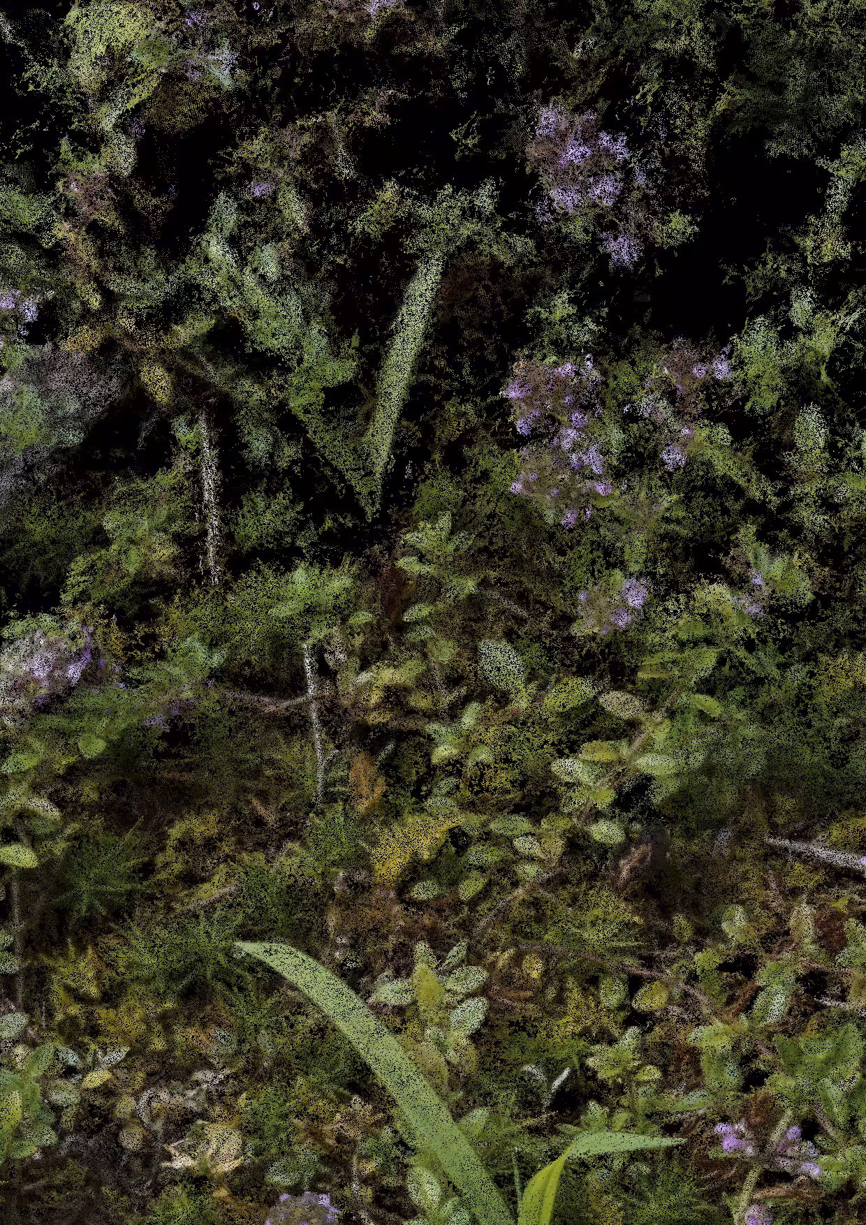 Overgrowth 0051