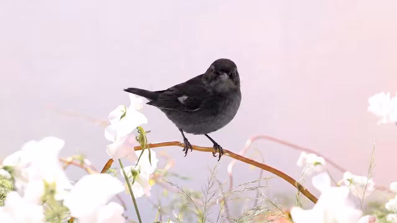 Birds Observations: Scottie, A Place Between