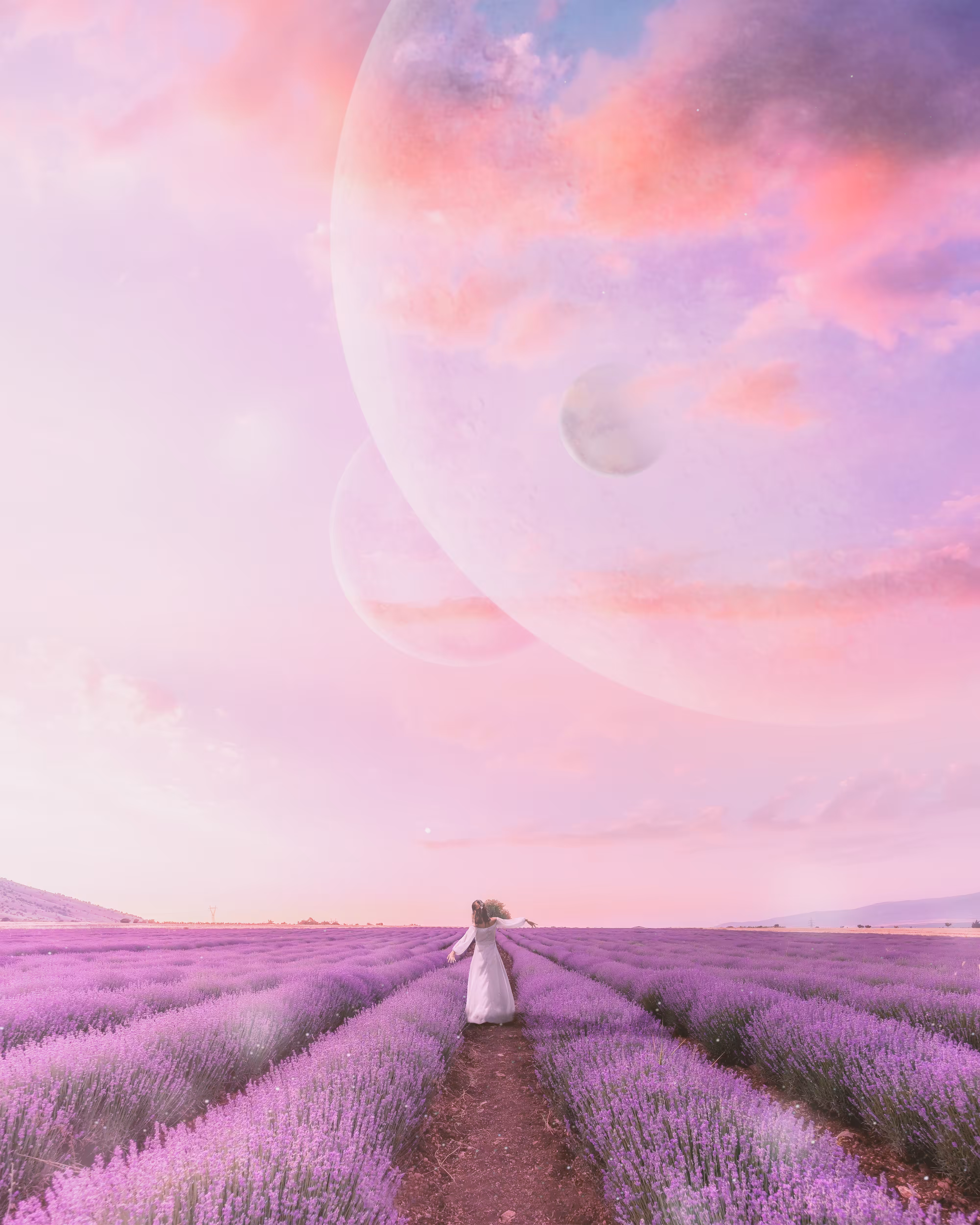 Lavander field