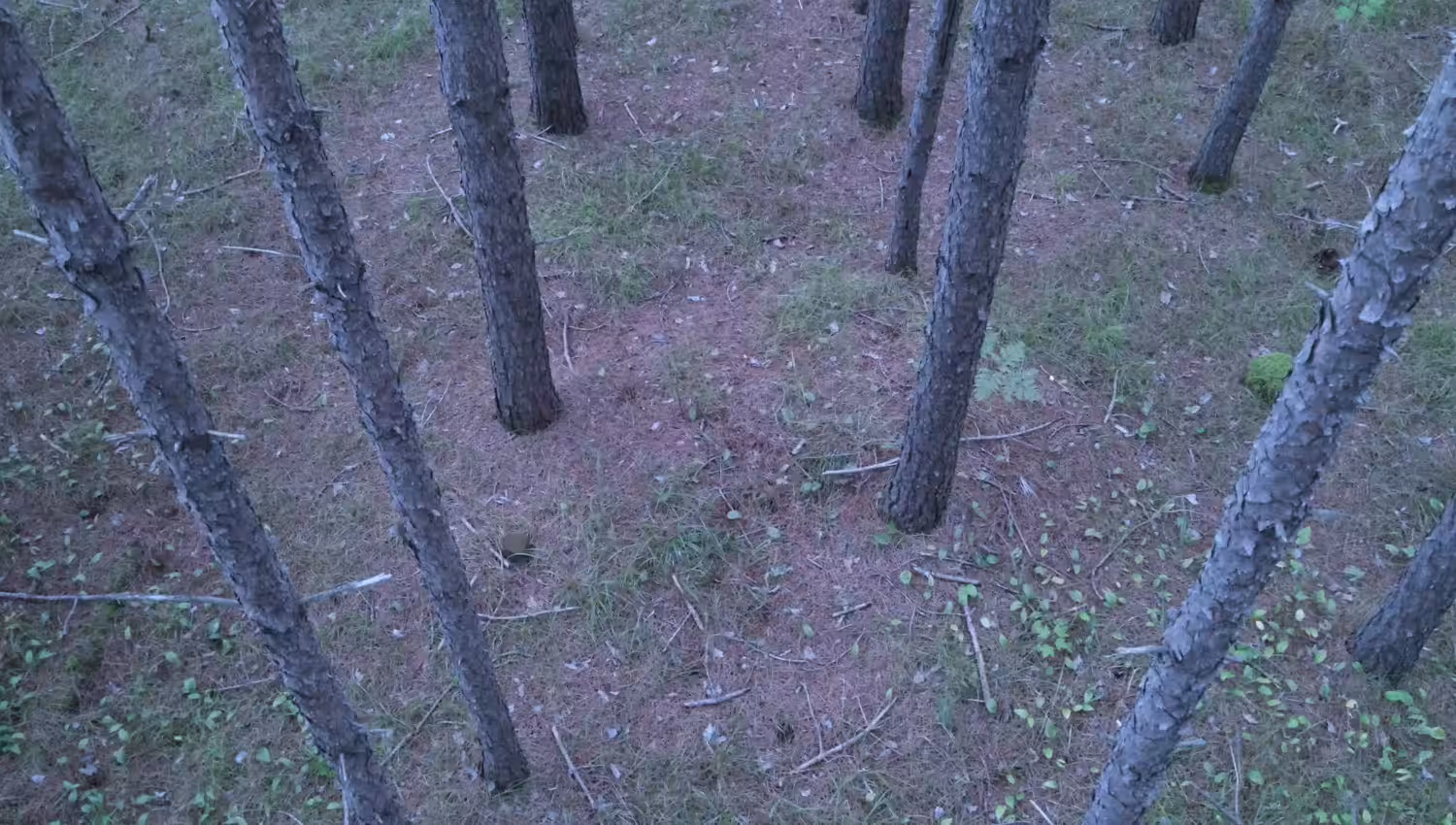 'Quebec Trees' - by TONI