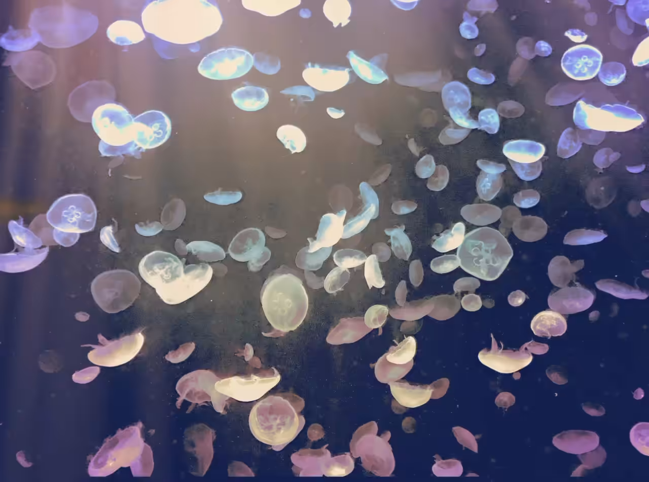 Colorful jellyfish