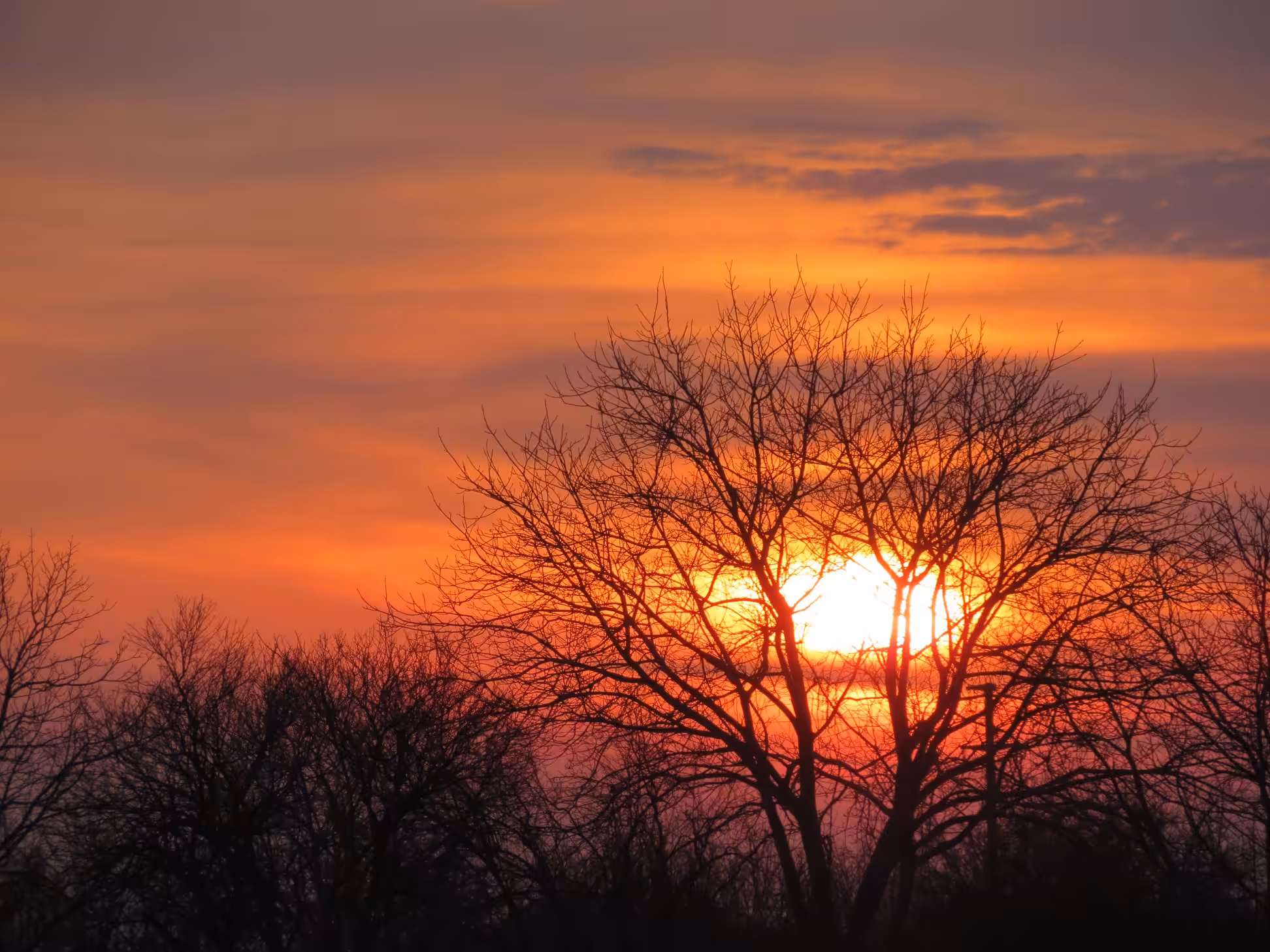 Tree of Life & our setting Sun