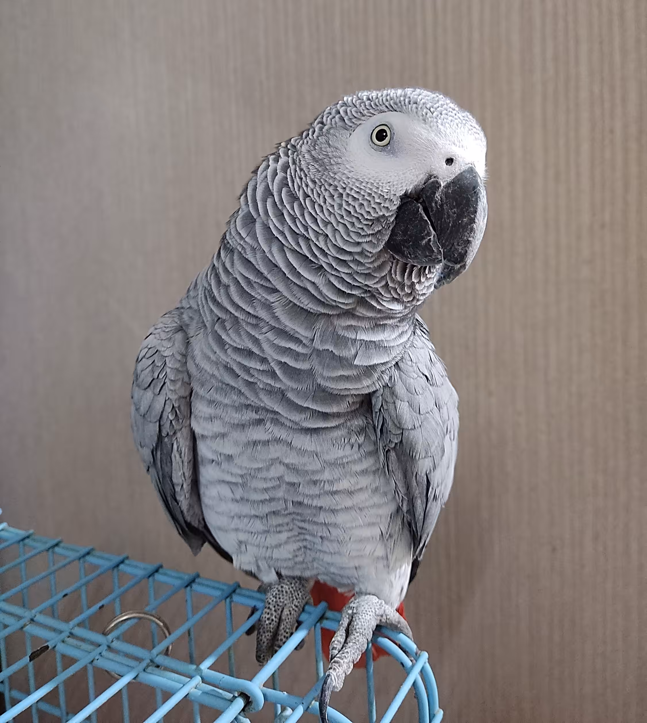 Grey Majesty