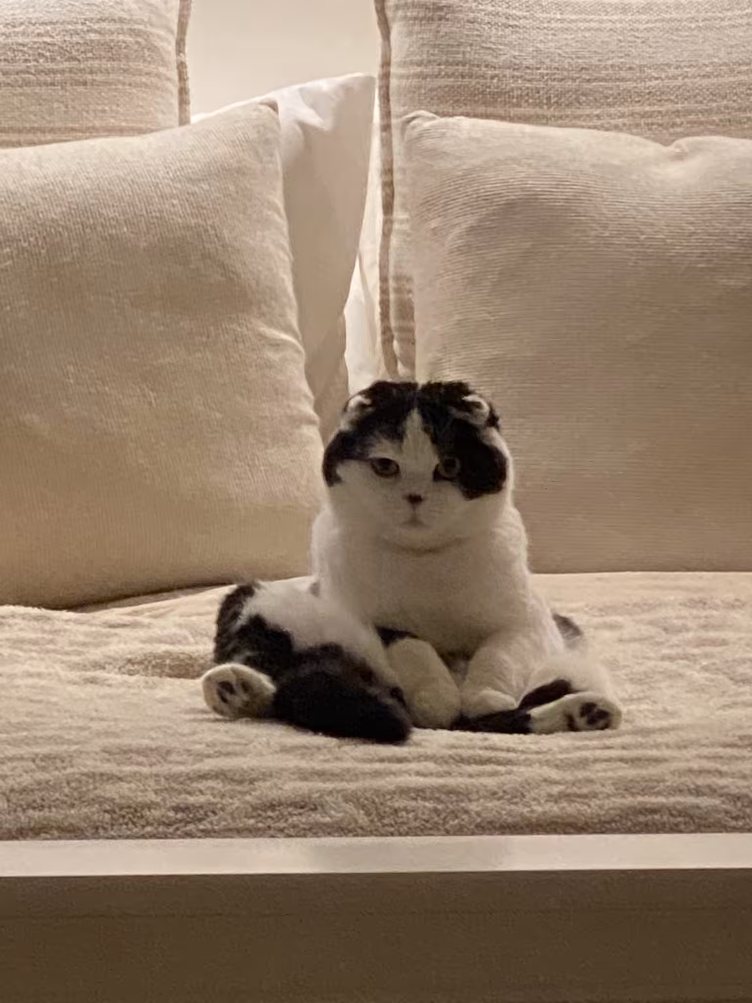 BT as a Cat (FANCY FEAST EDITION)