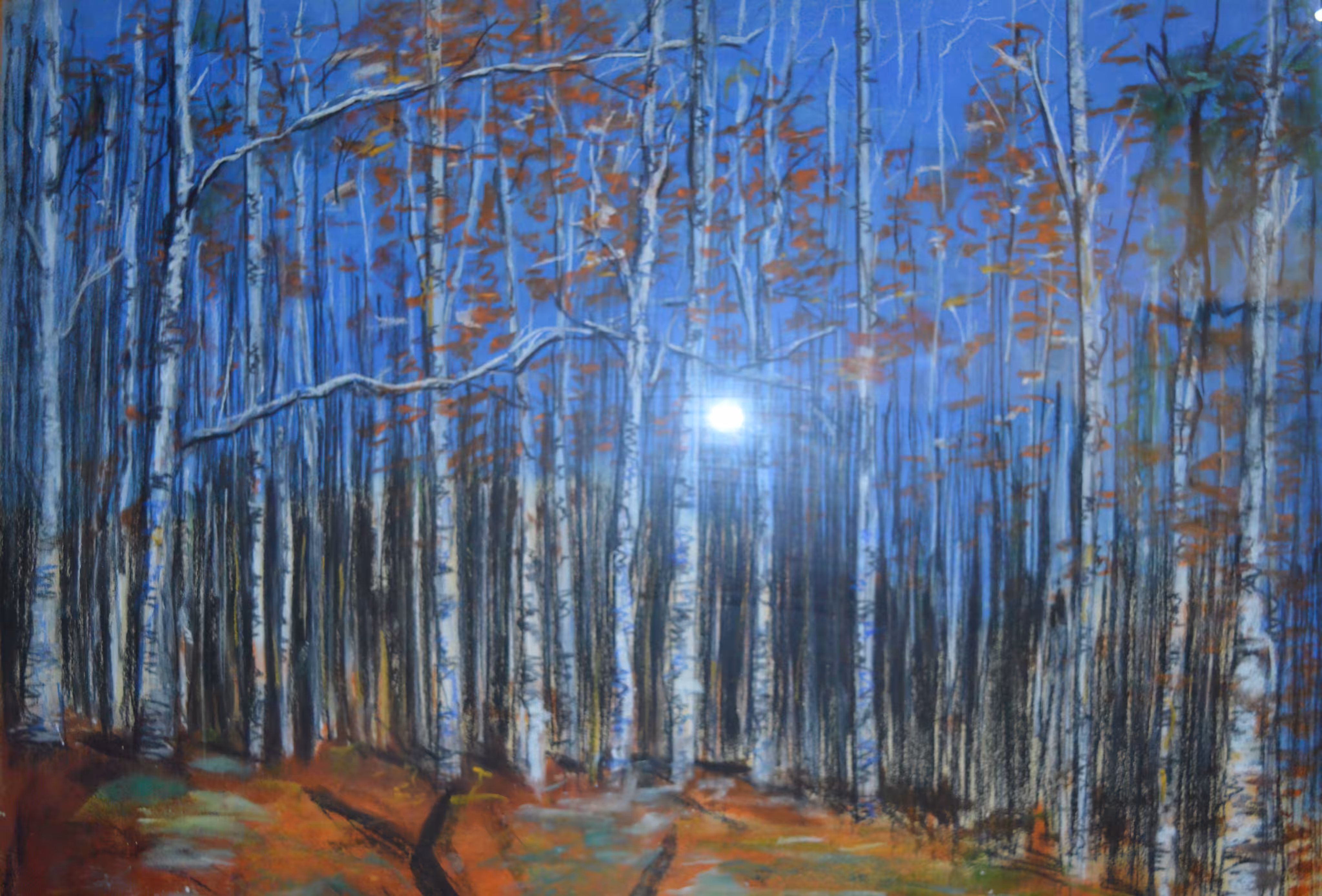 Birch Trees