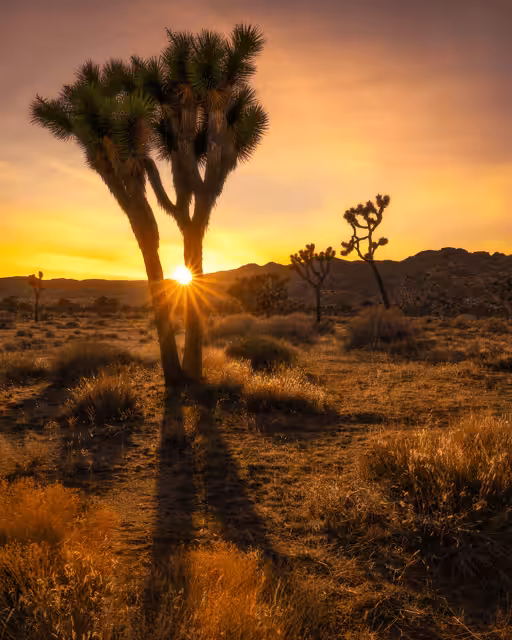 Star of a Joshua Tree