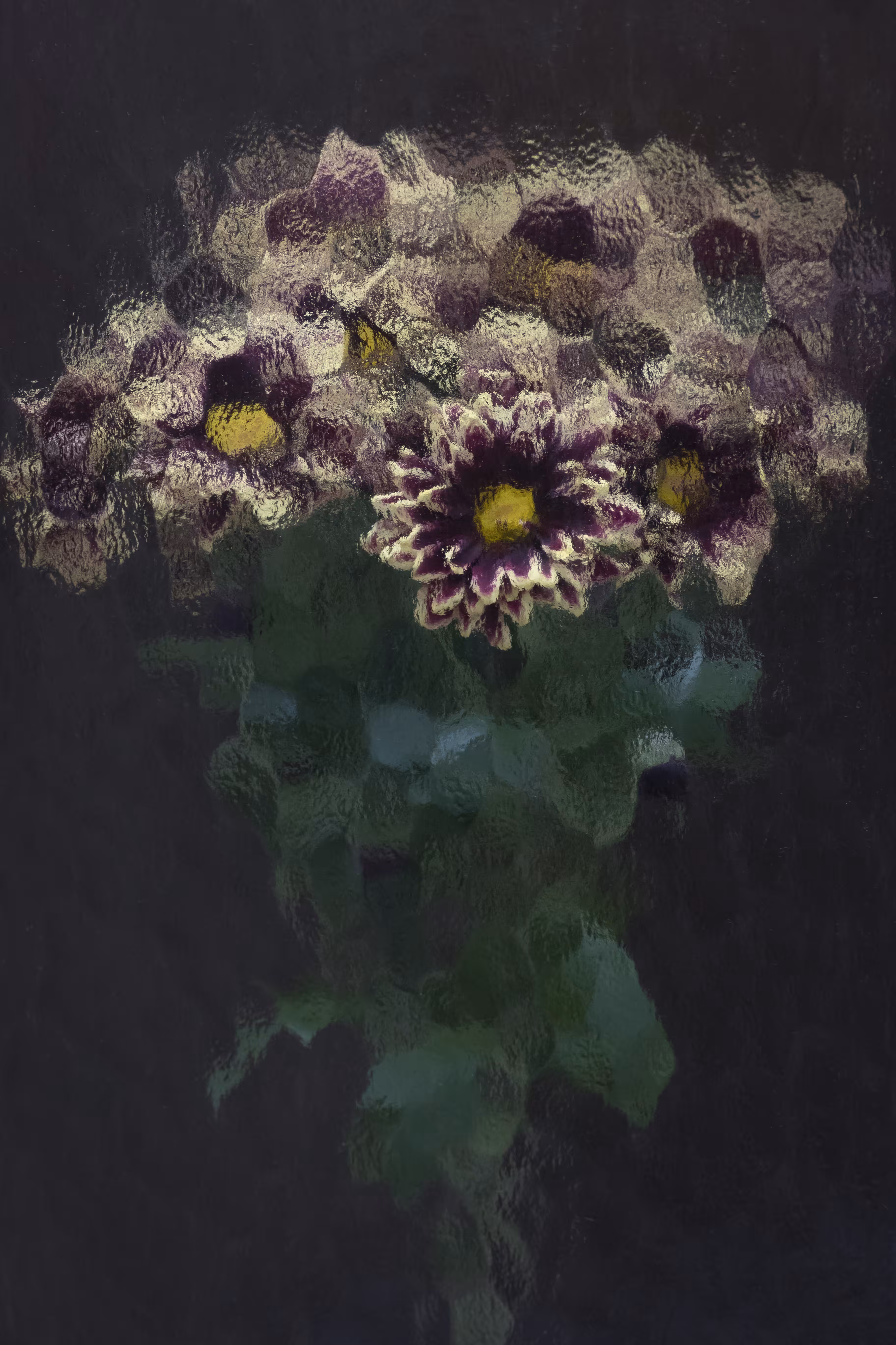 Autumn Daisies