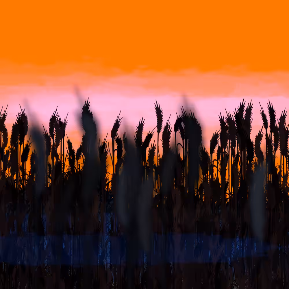 Walk in the field #2