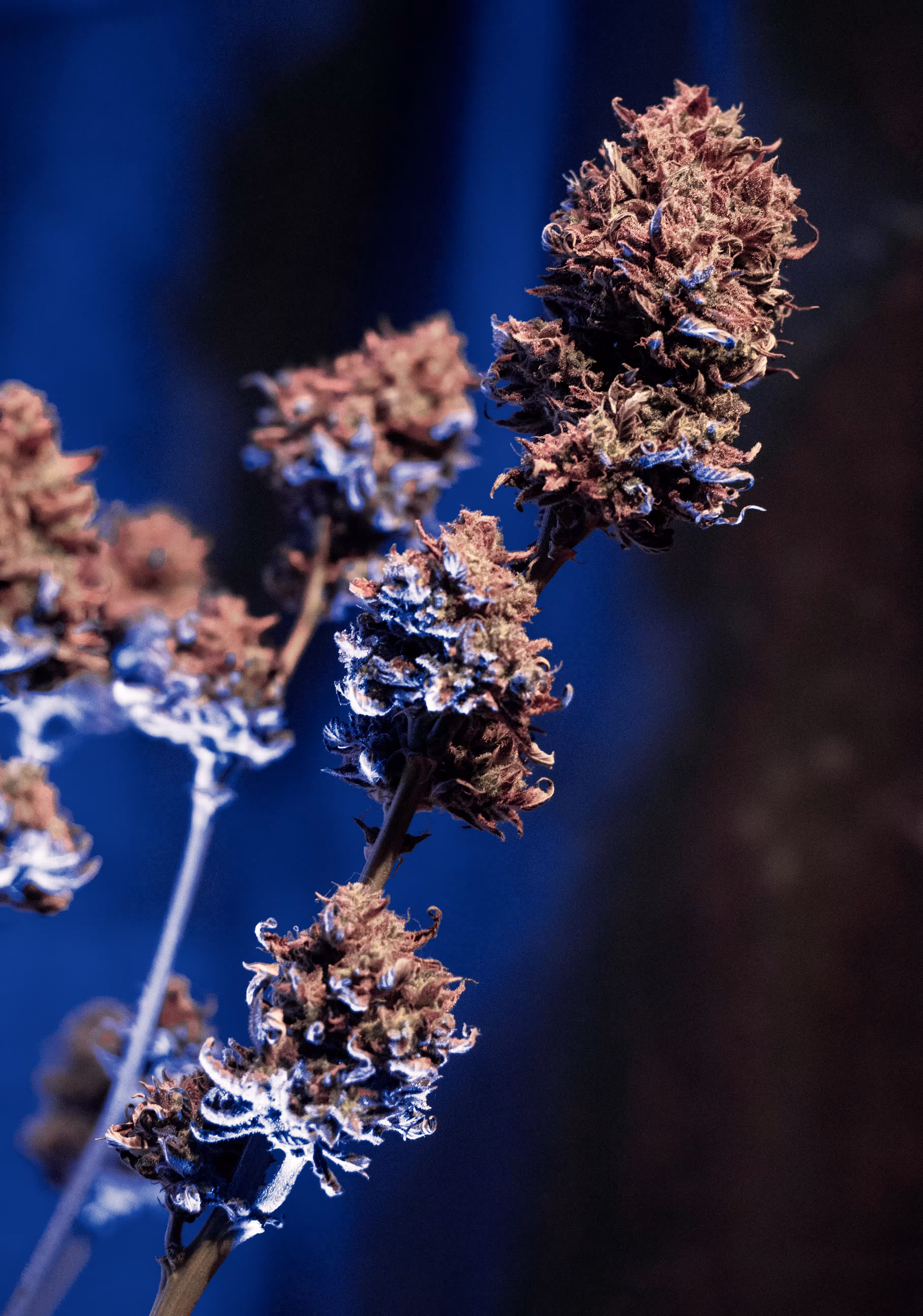 Homegrown Bud