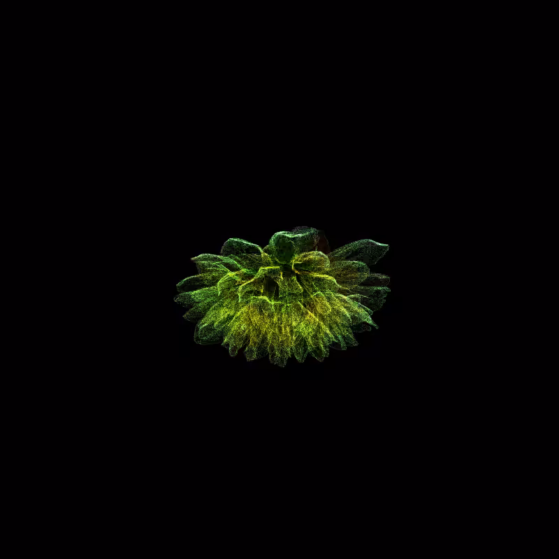 Dahlia Pinnata 30 #80