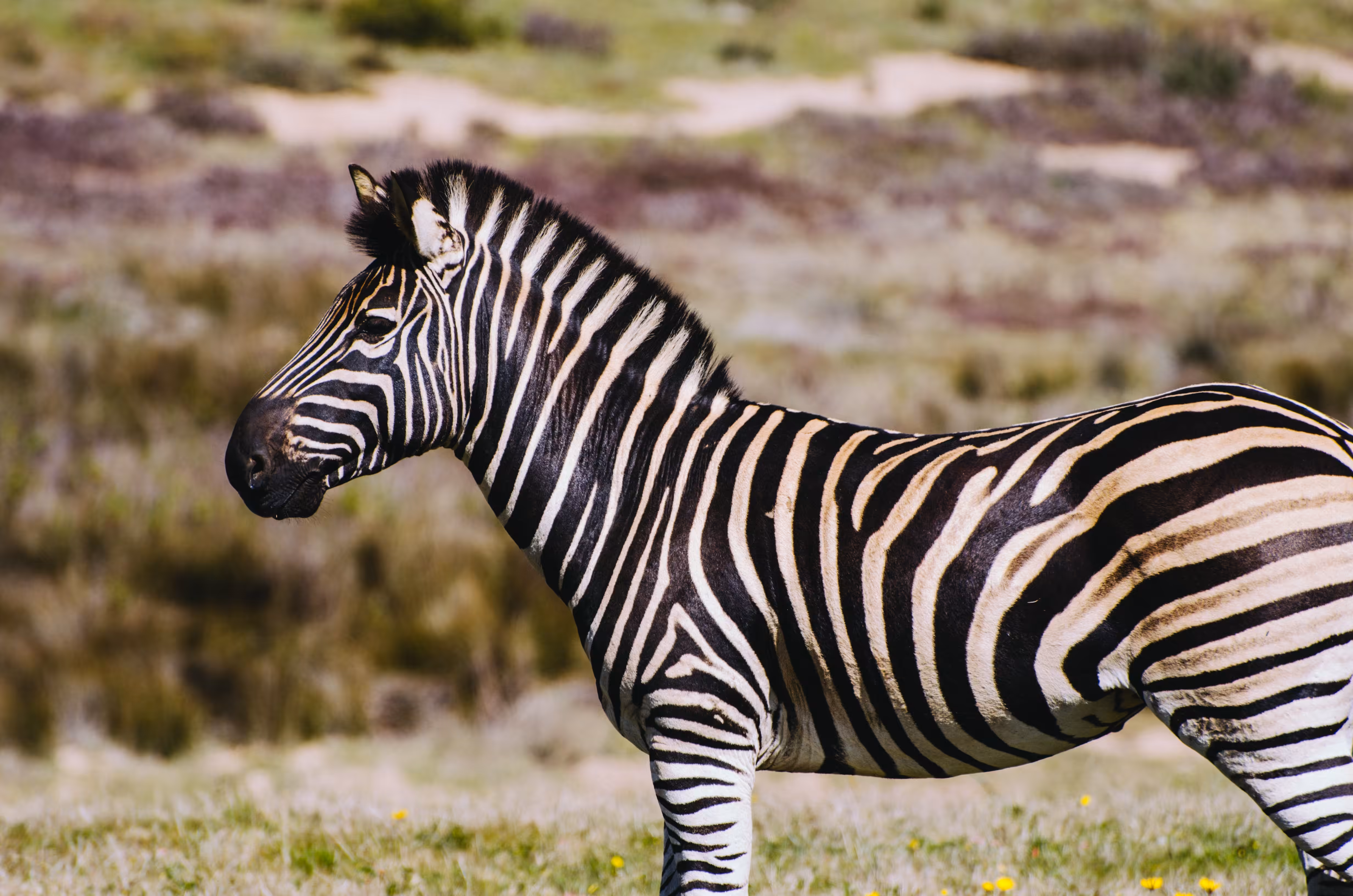 Wild Stripes