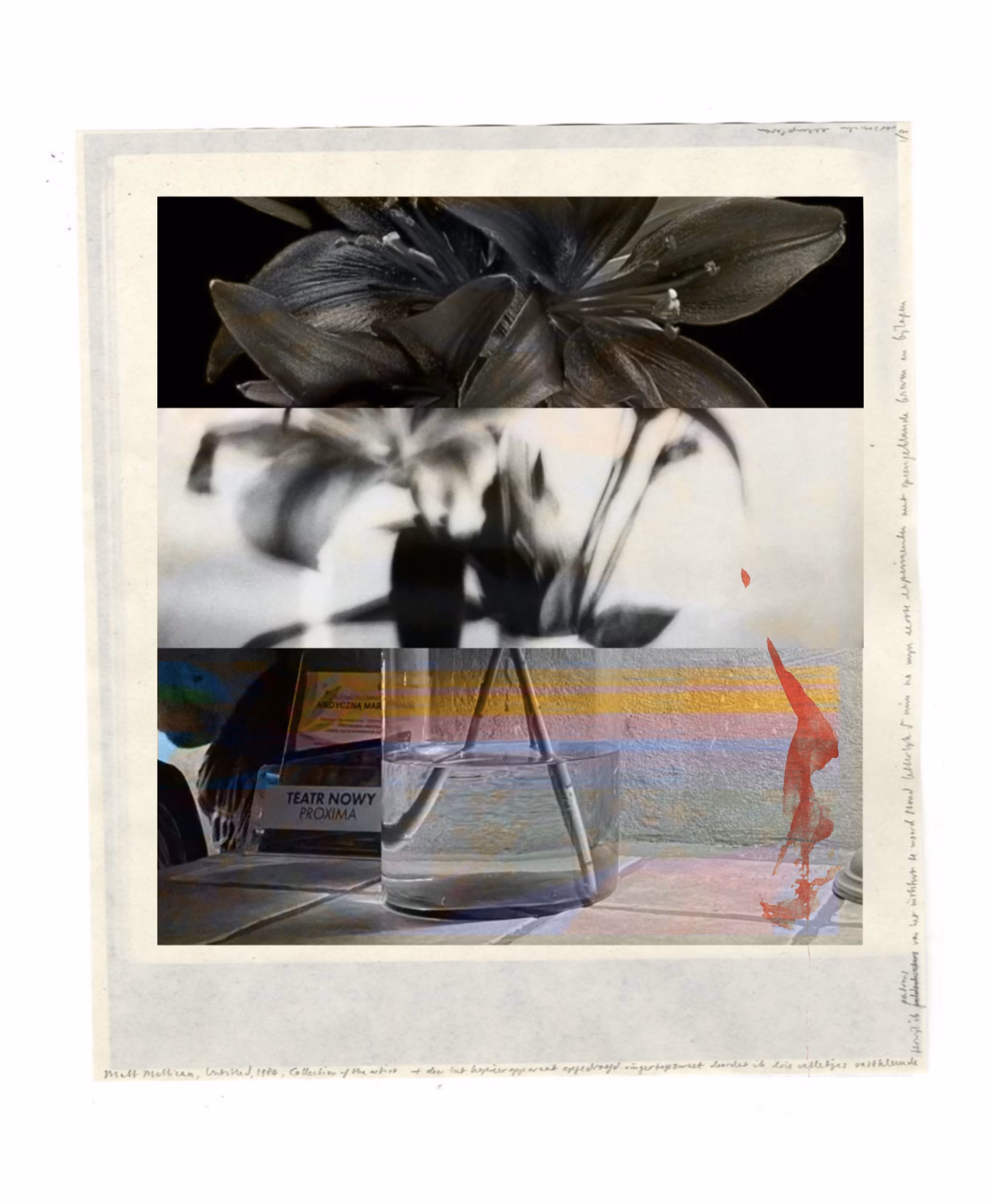 Fading Lilies 