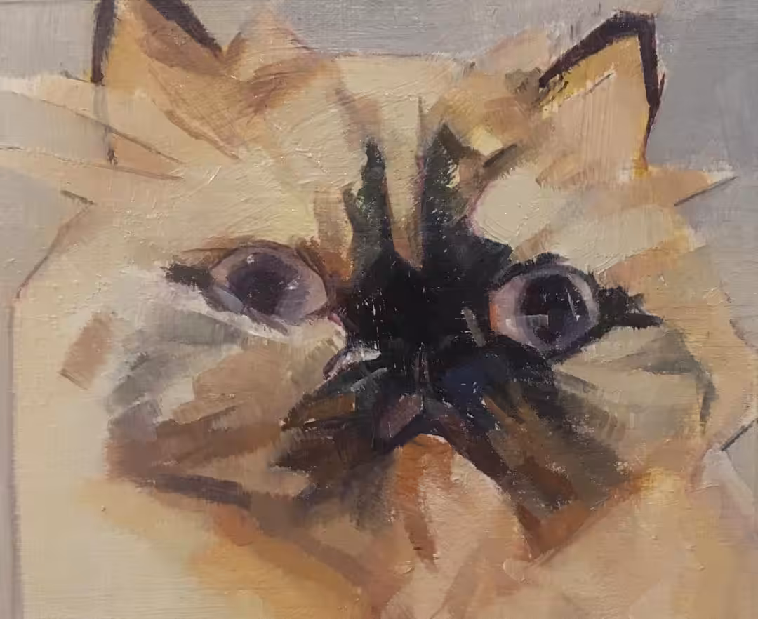 Mr.cat