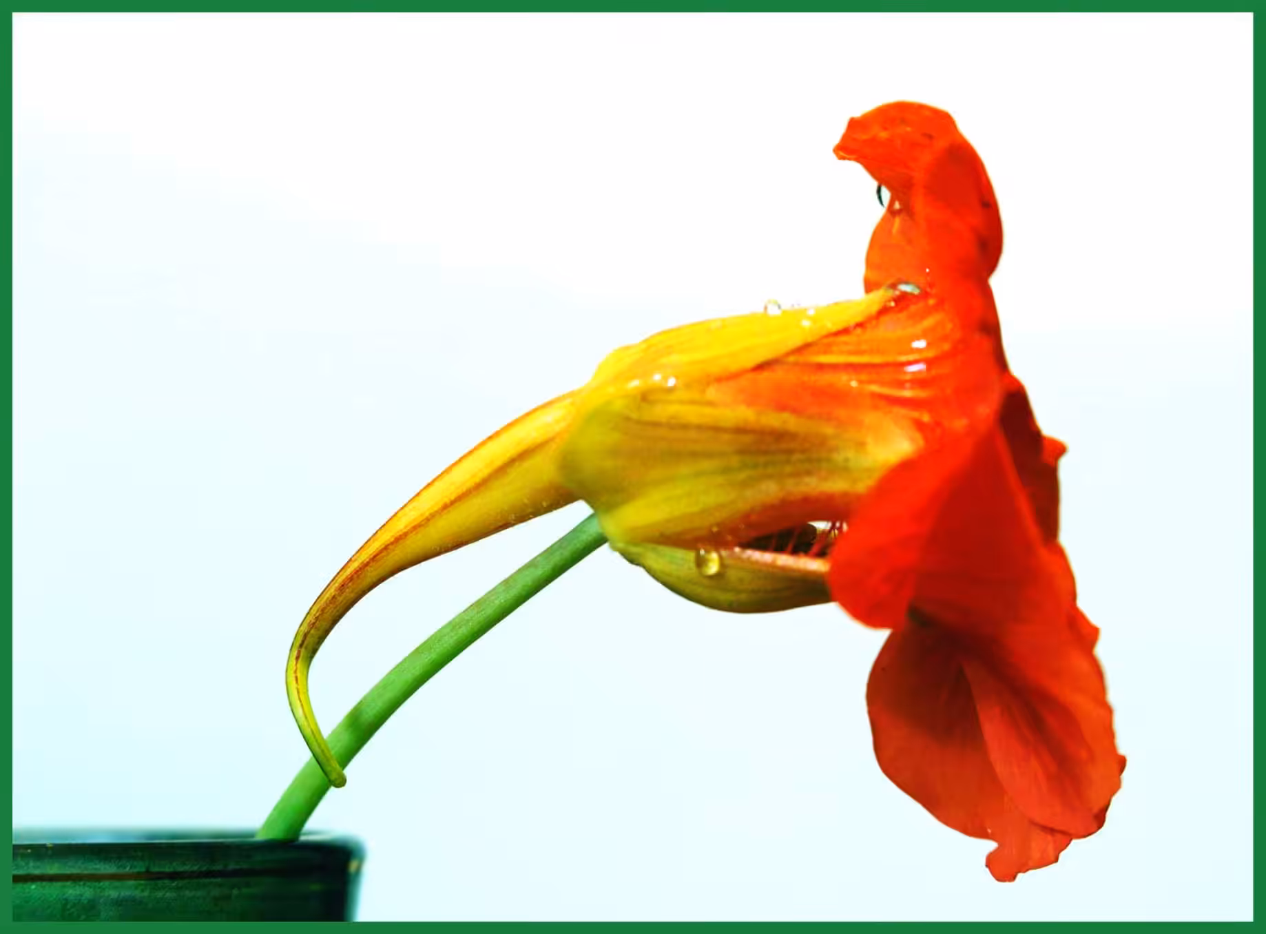 Nasturtium