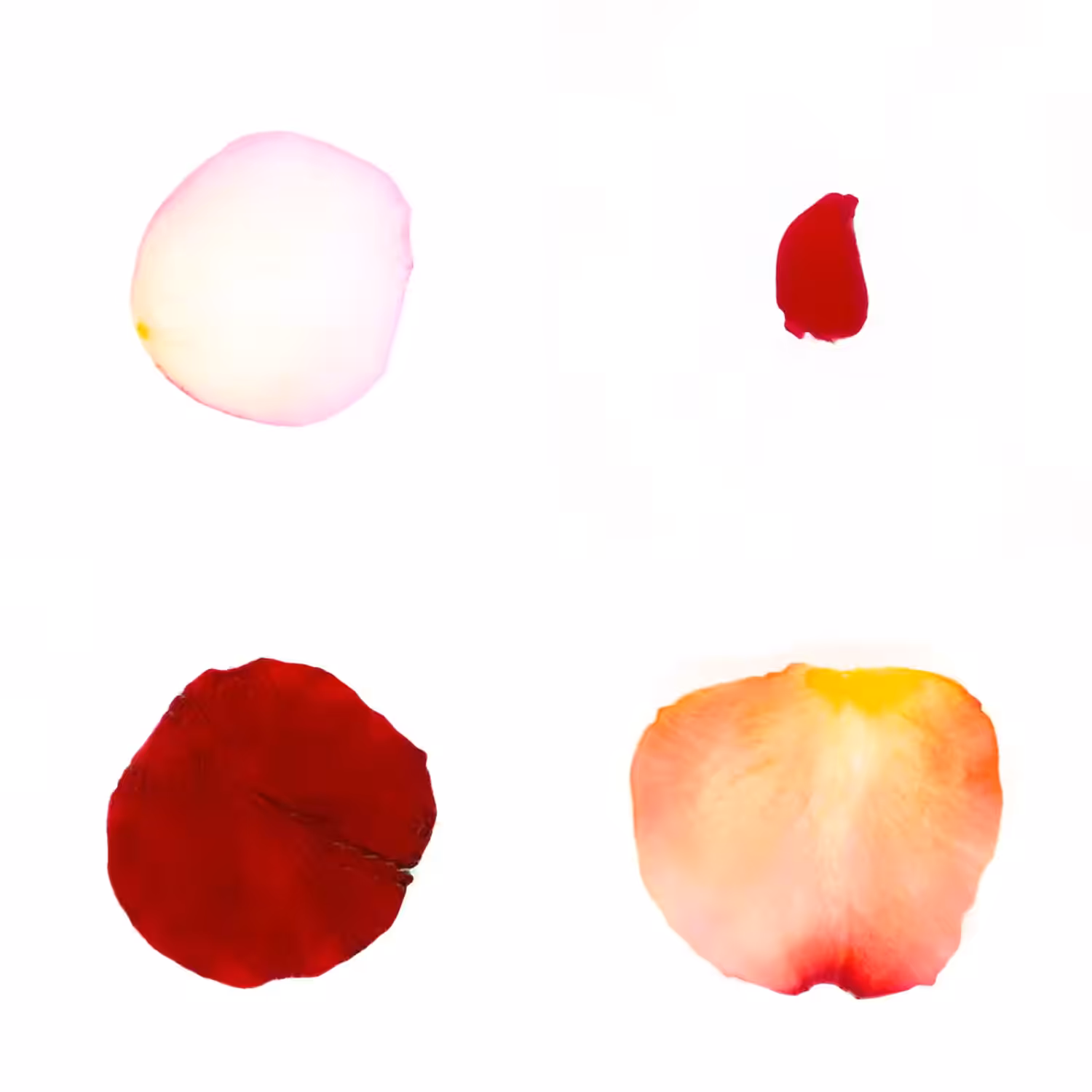 Infinite Petals 2x2#20111
