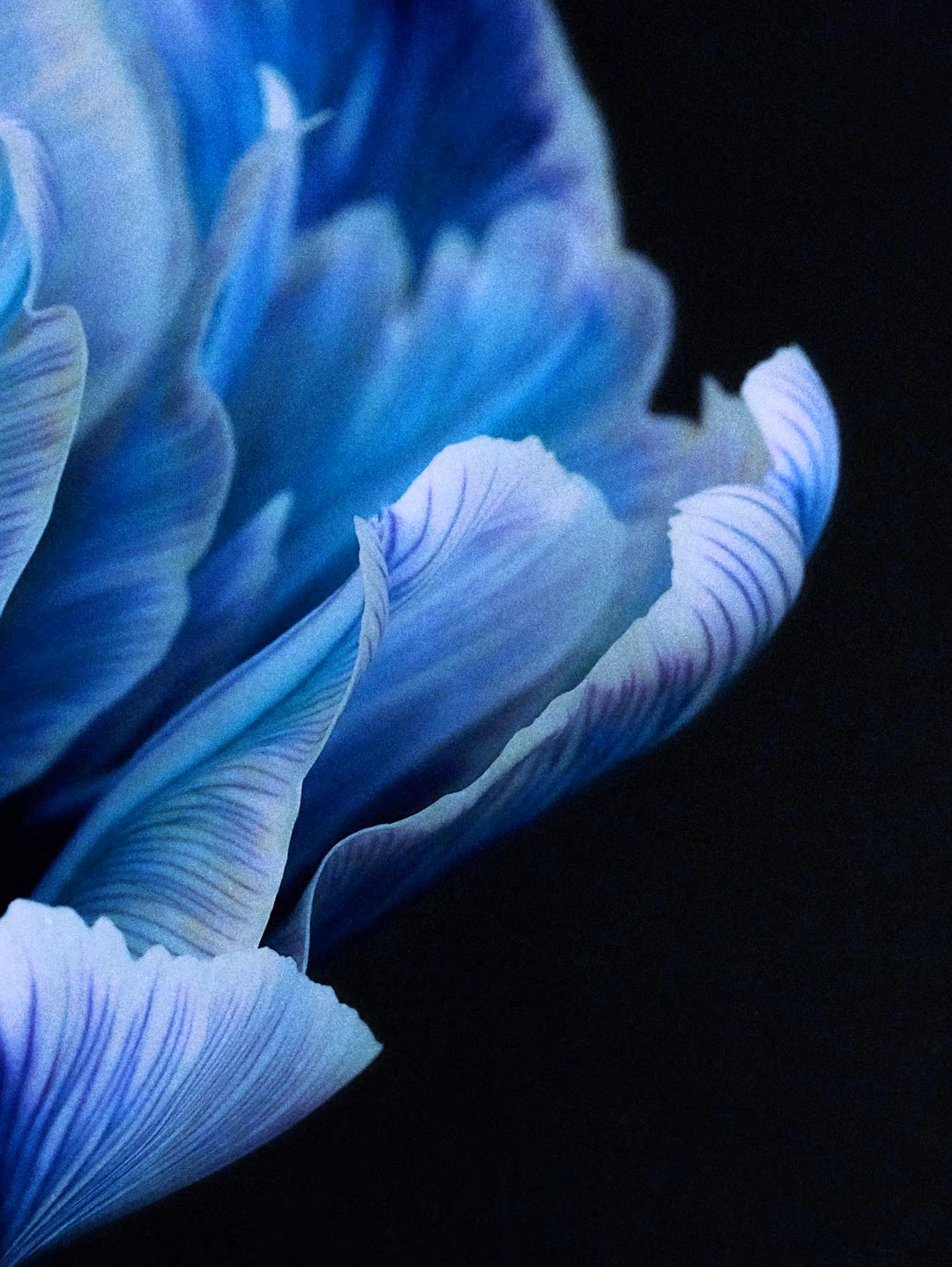 Blue Triptych [right]