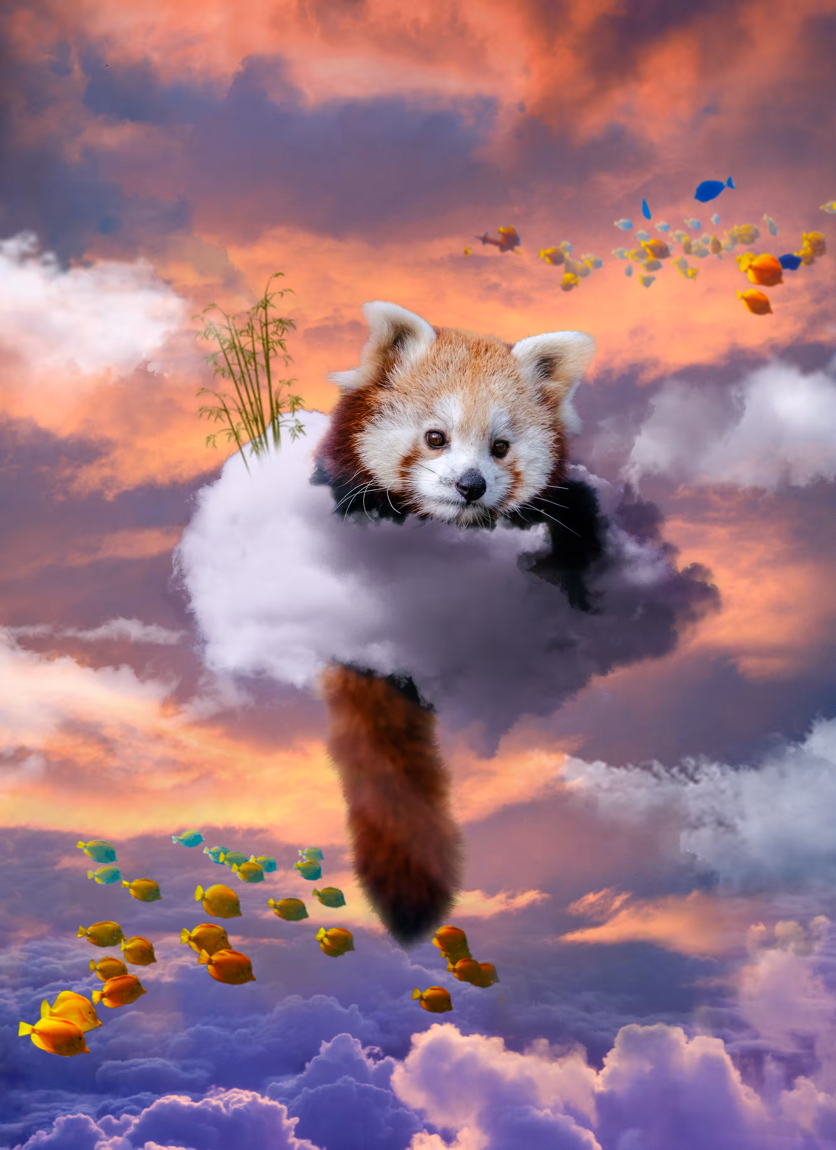 the Red Panda