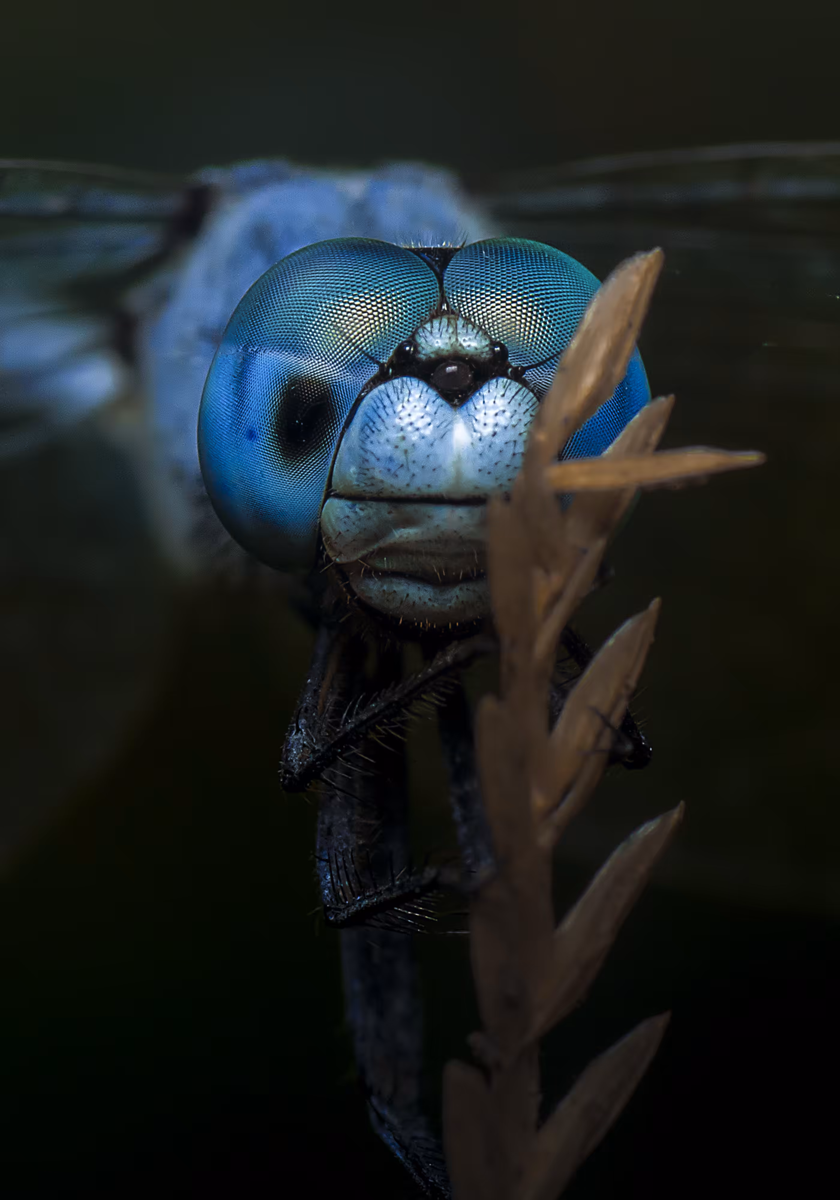 Marsh Skimmer Dragonfly