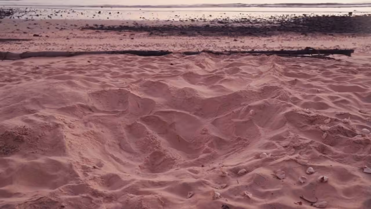 Turtles Nest