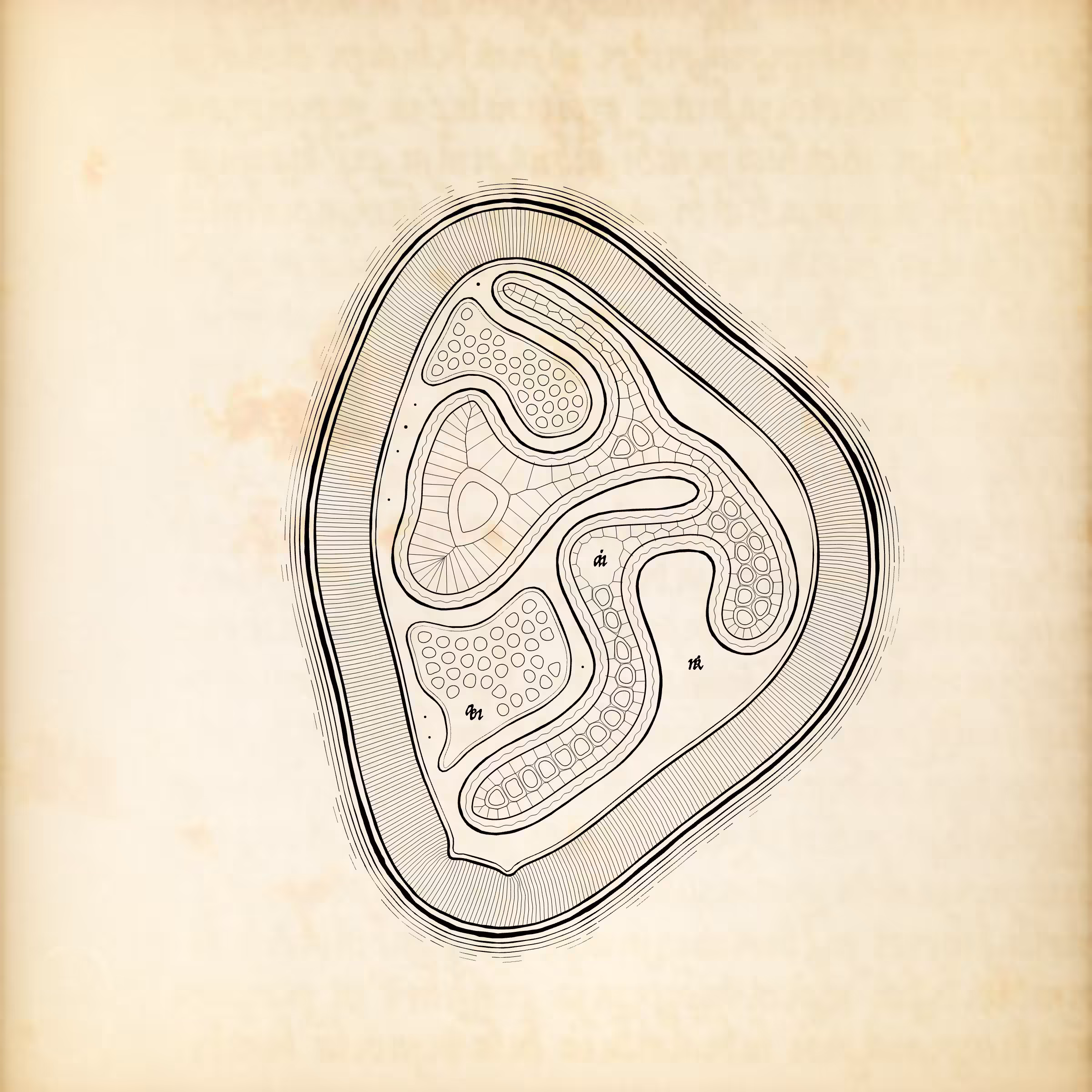 Cytographia #332