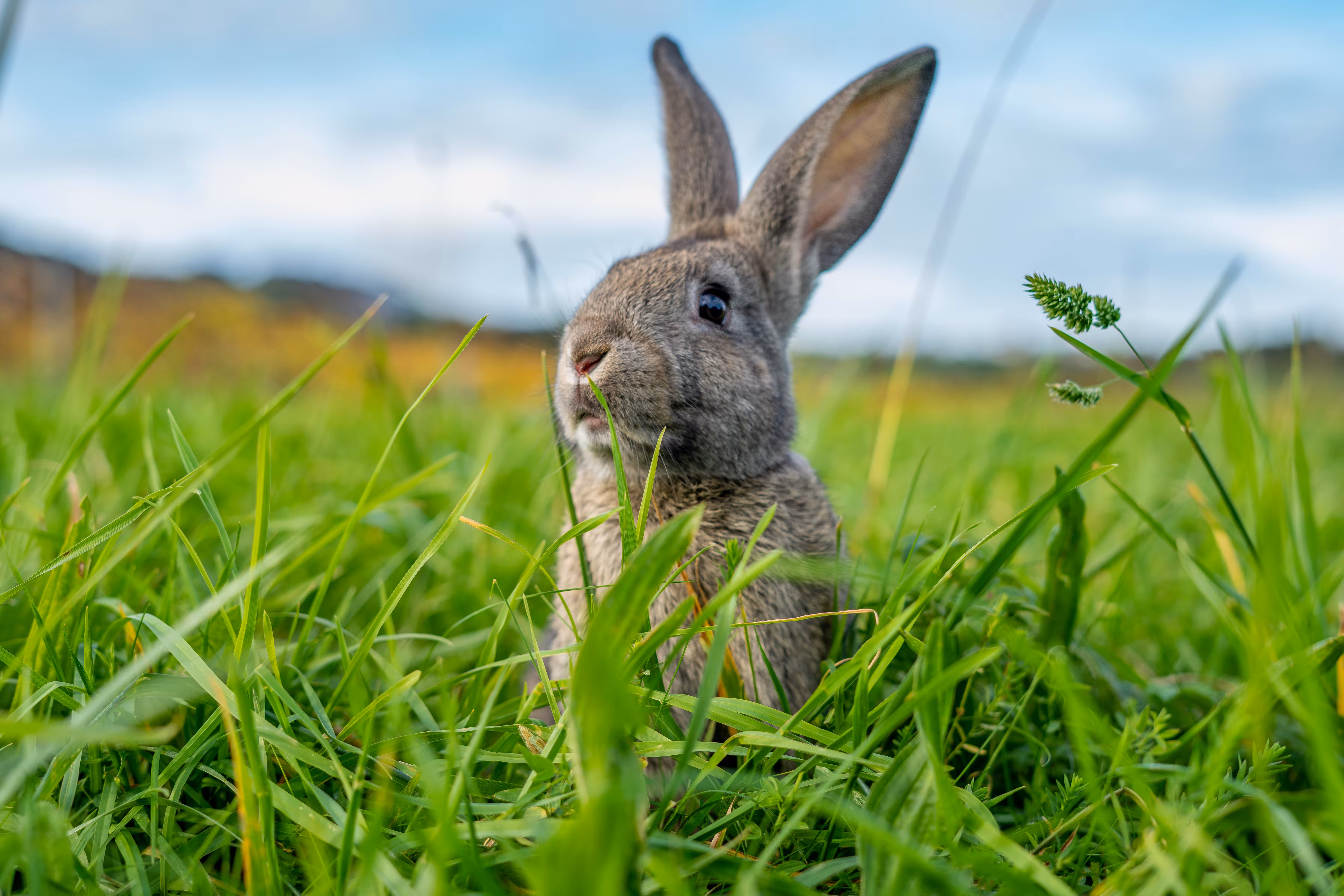Stormeth the Rabbit