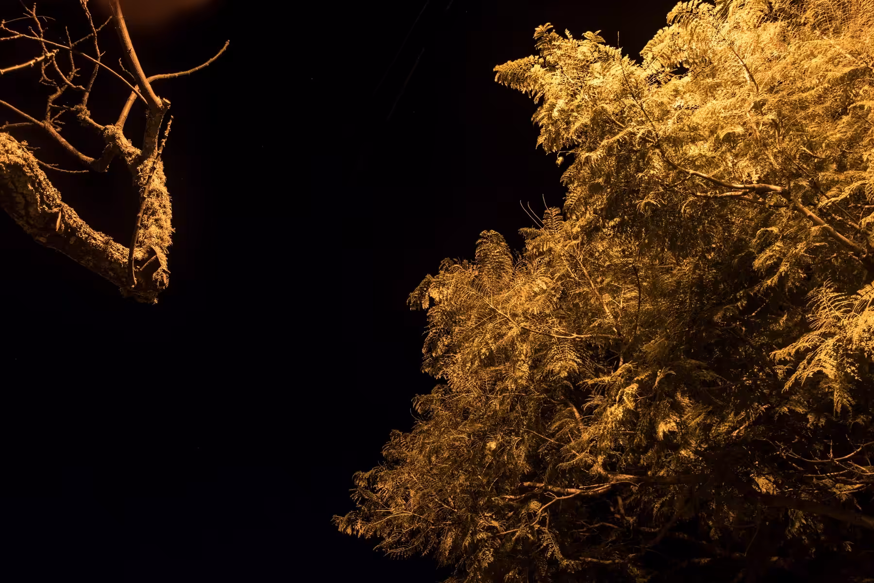 a fickle light #4