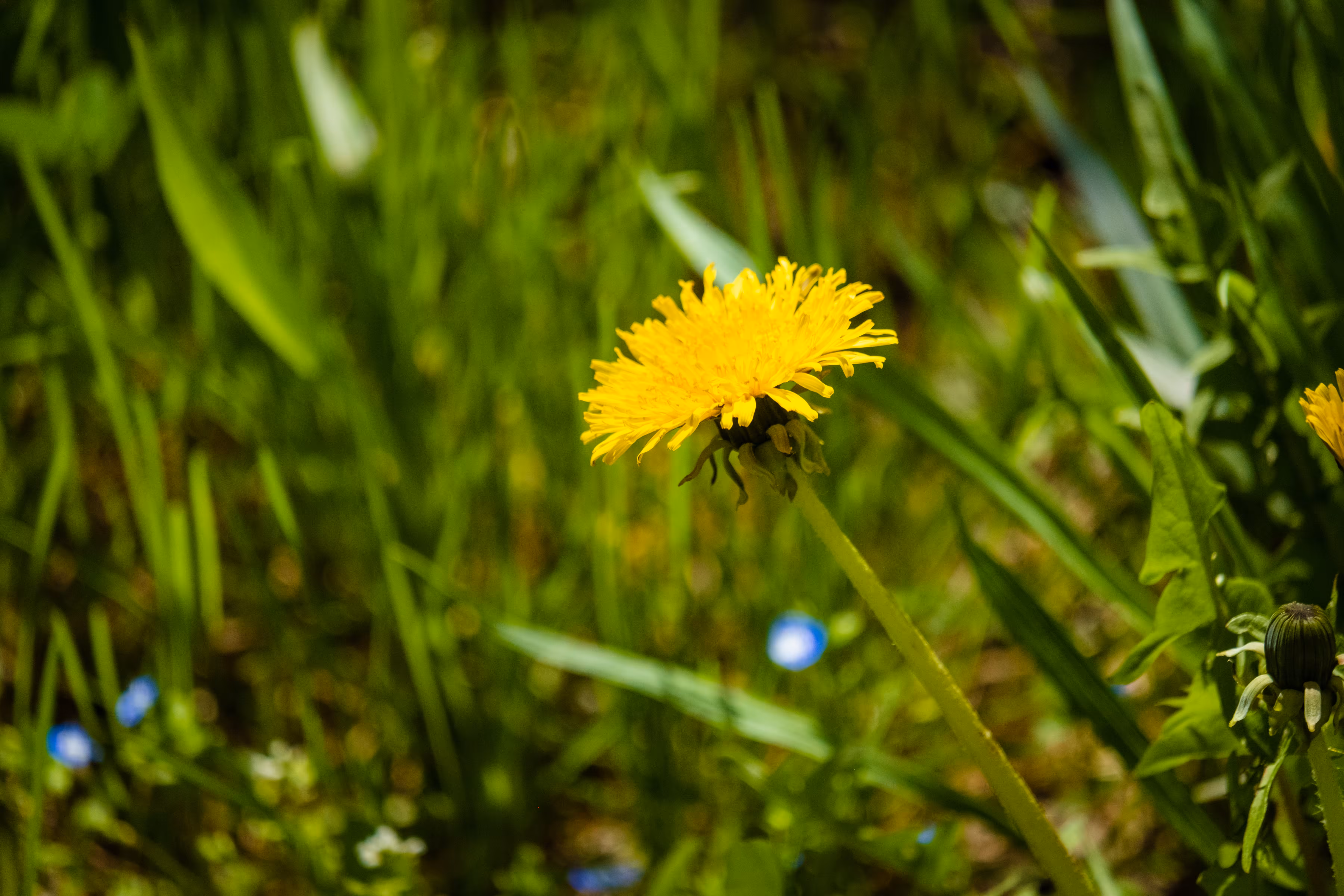 Wild Spring Gold
