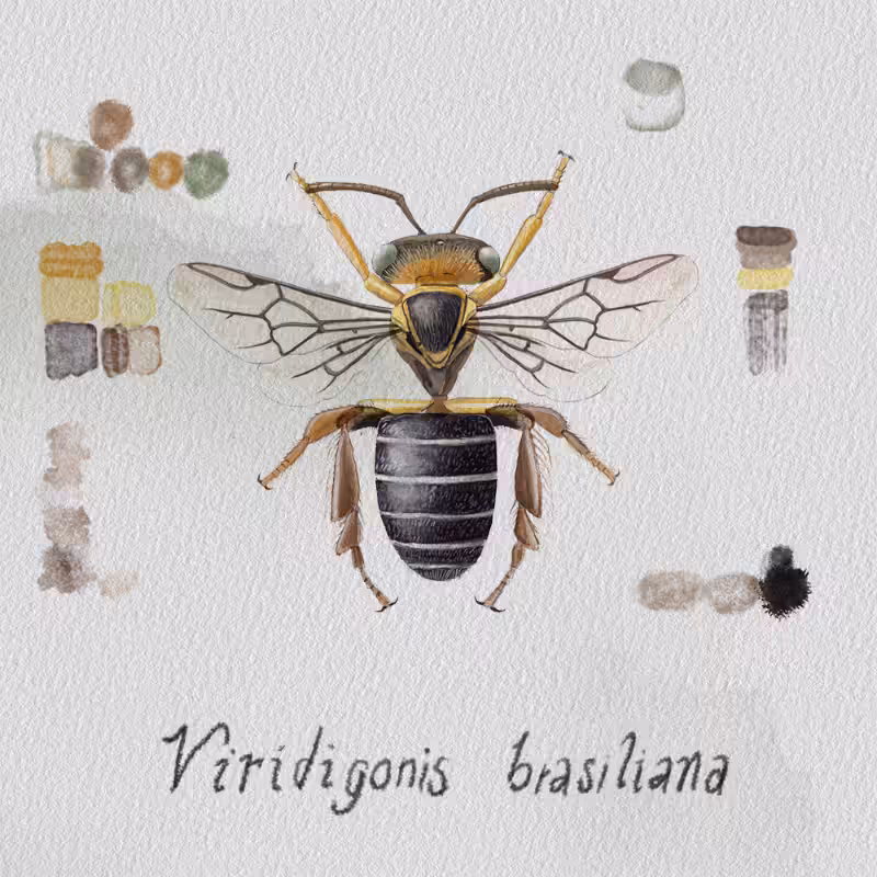 Randomic Brazilian Bees  #70