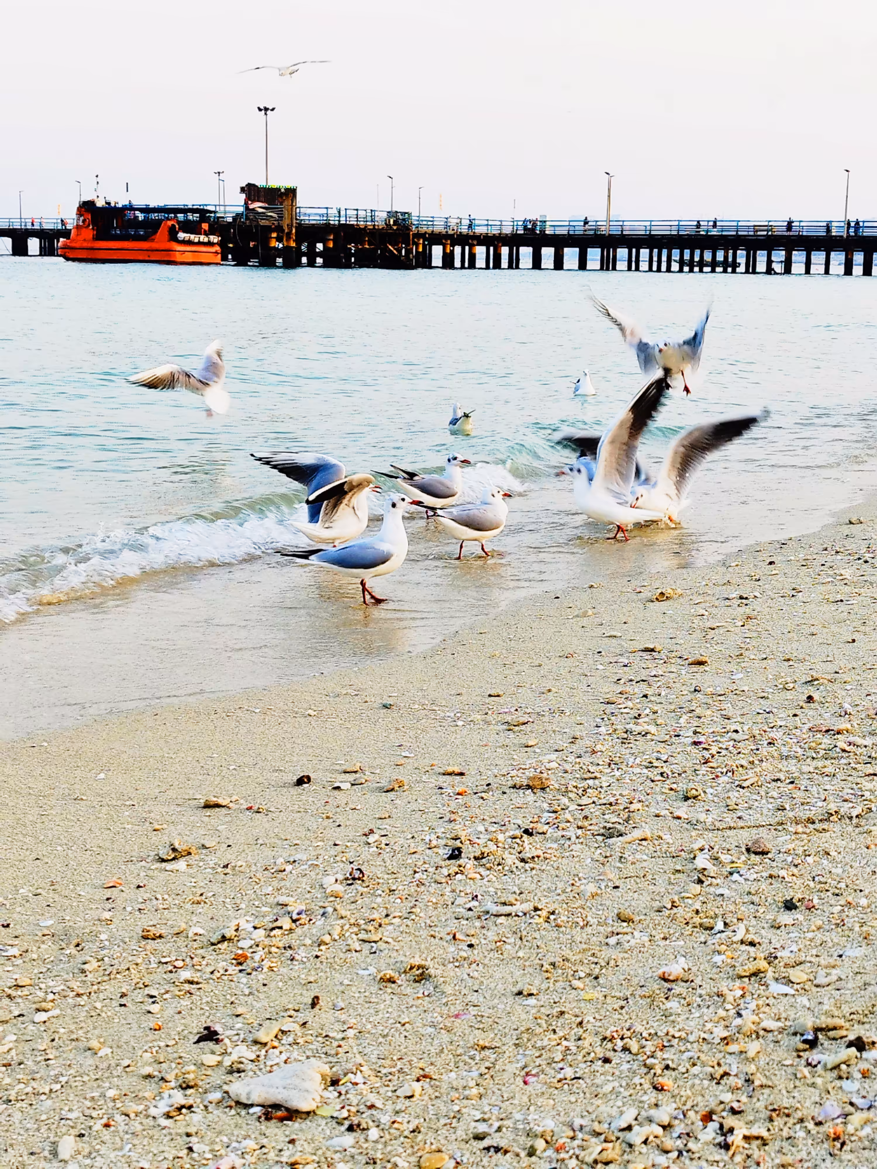 Seagulls 