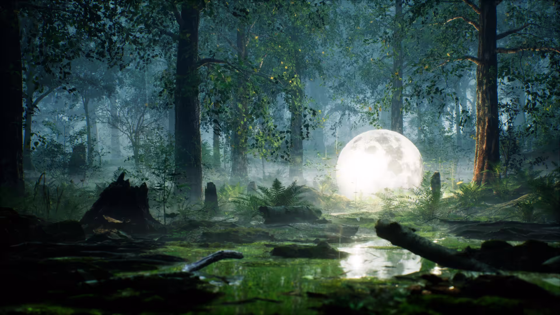 In the Forest