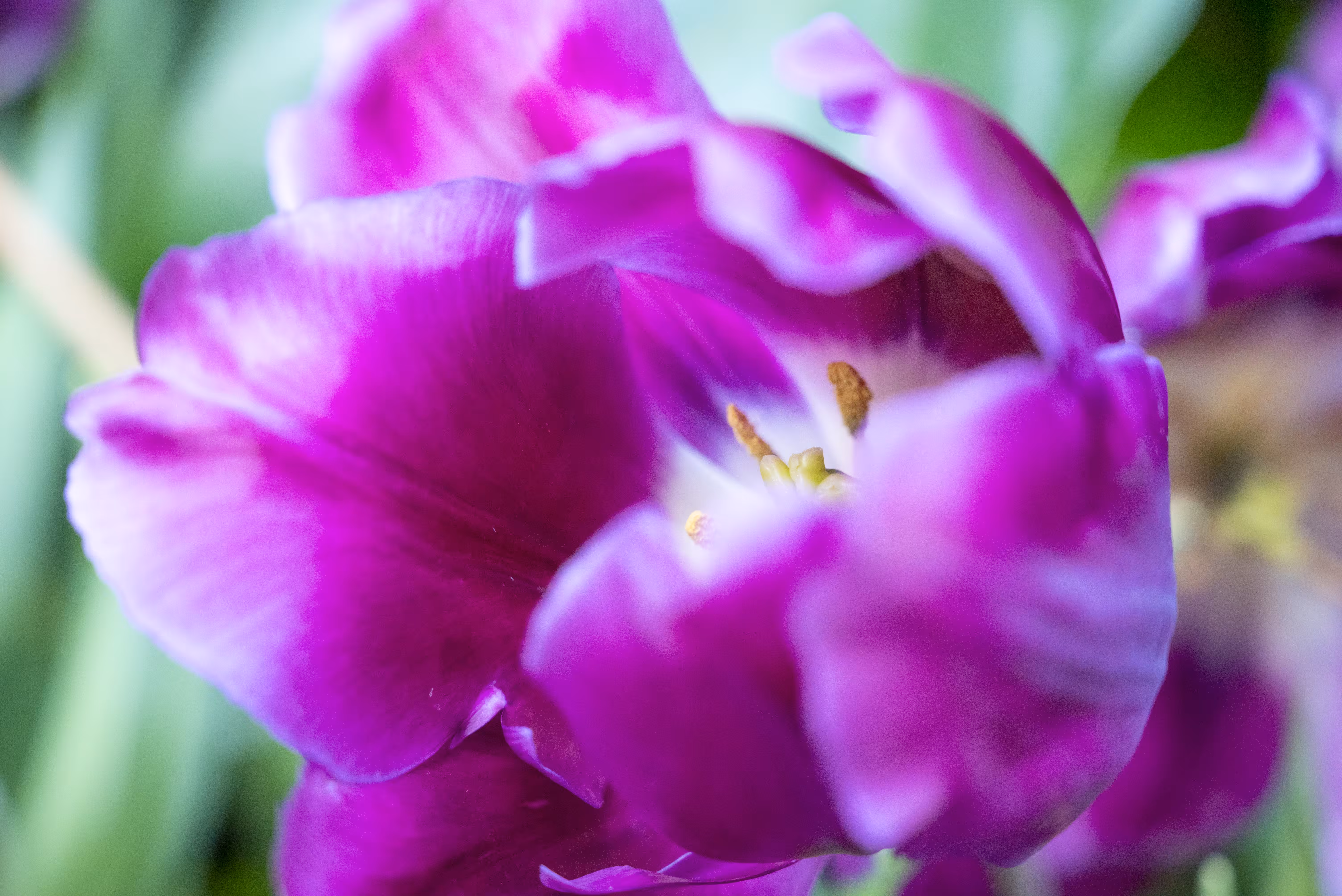 Bloom 1