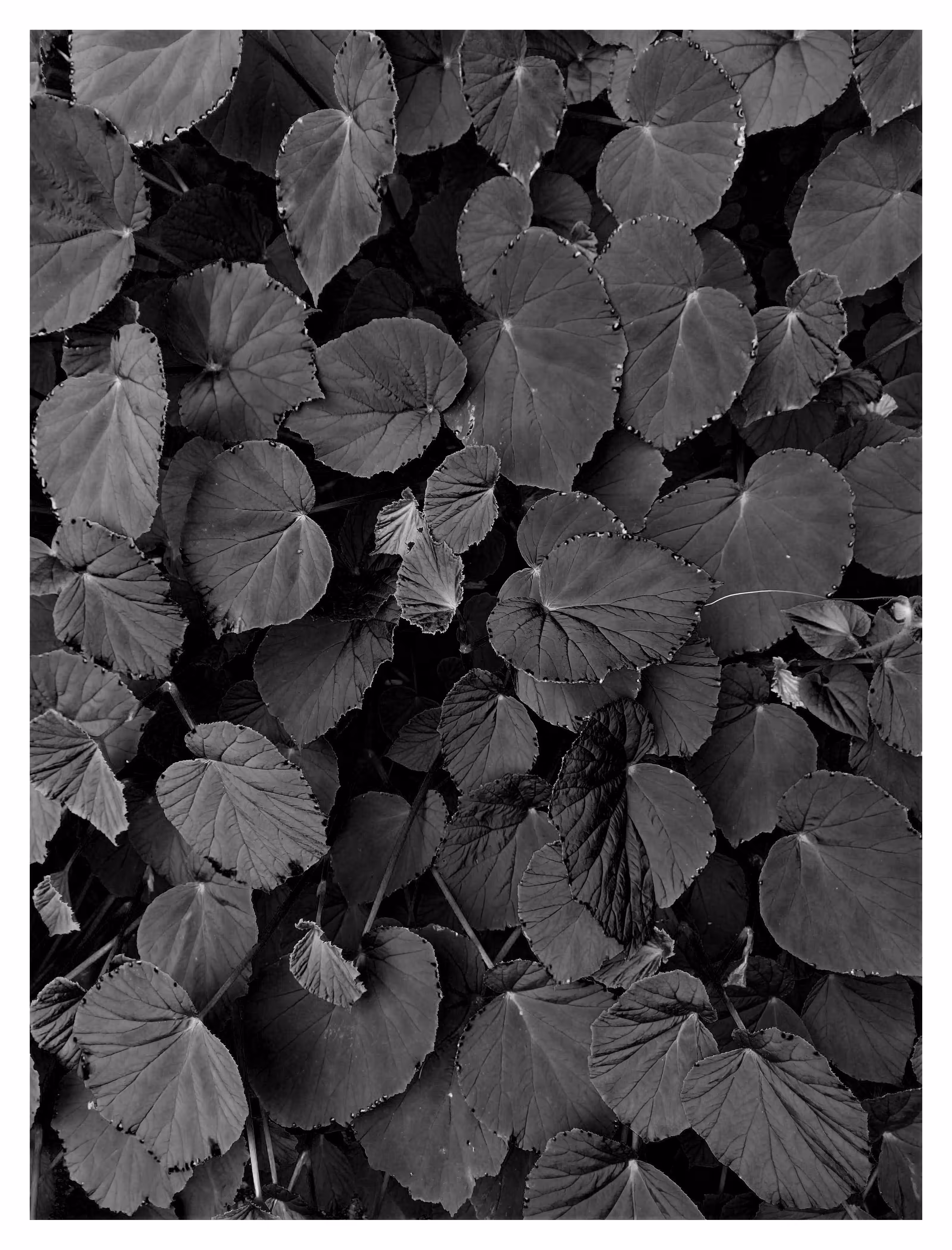 FLORA 5