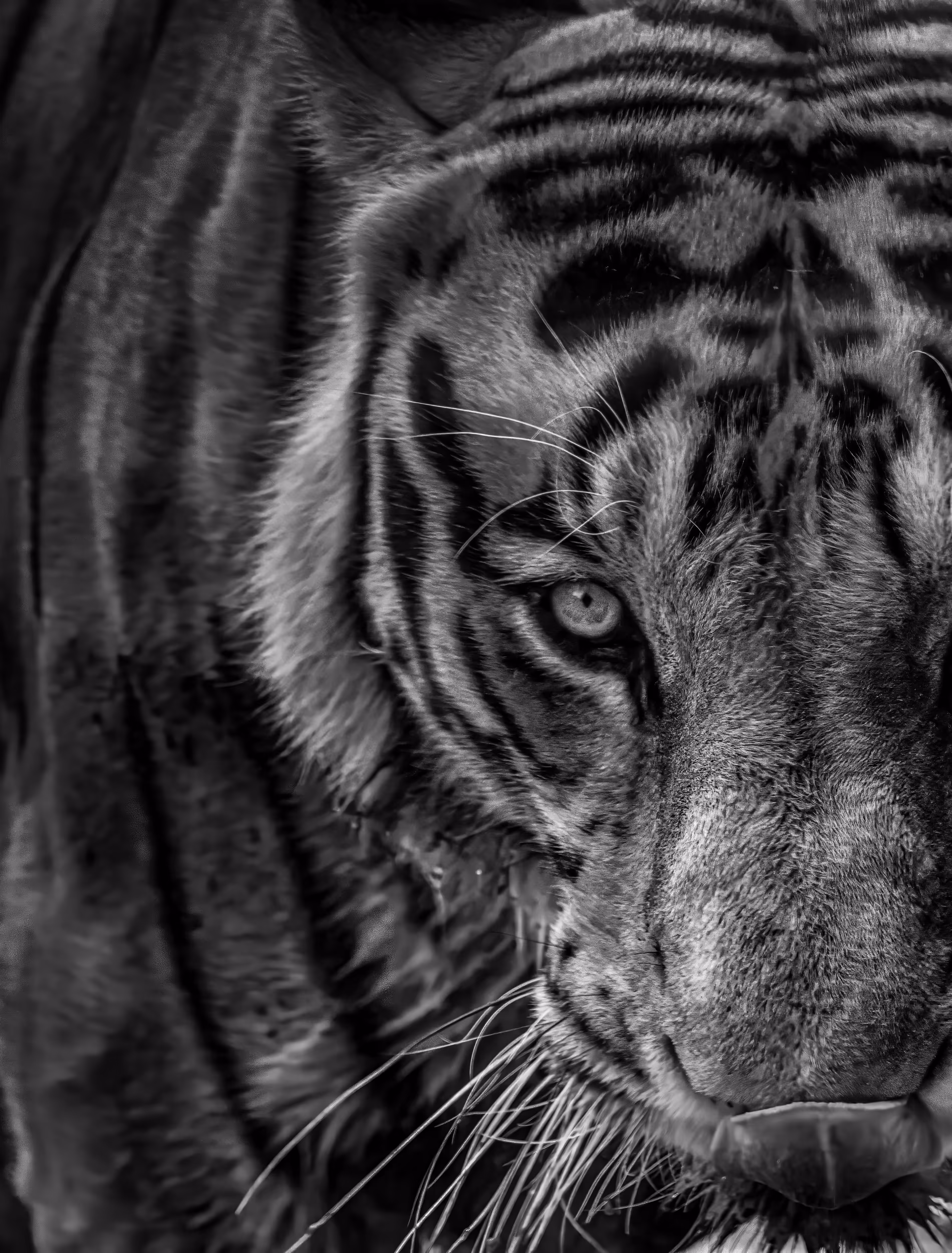 Panthera tigris 
