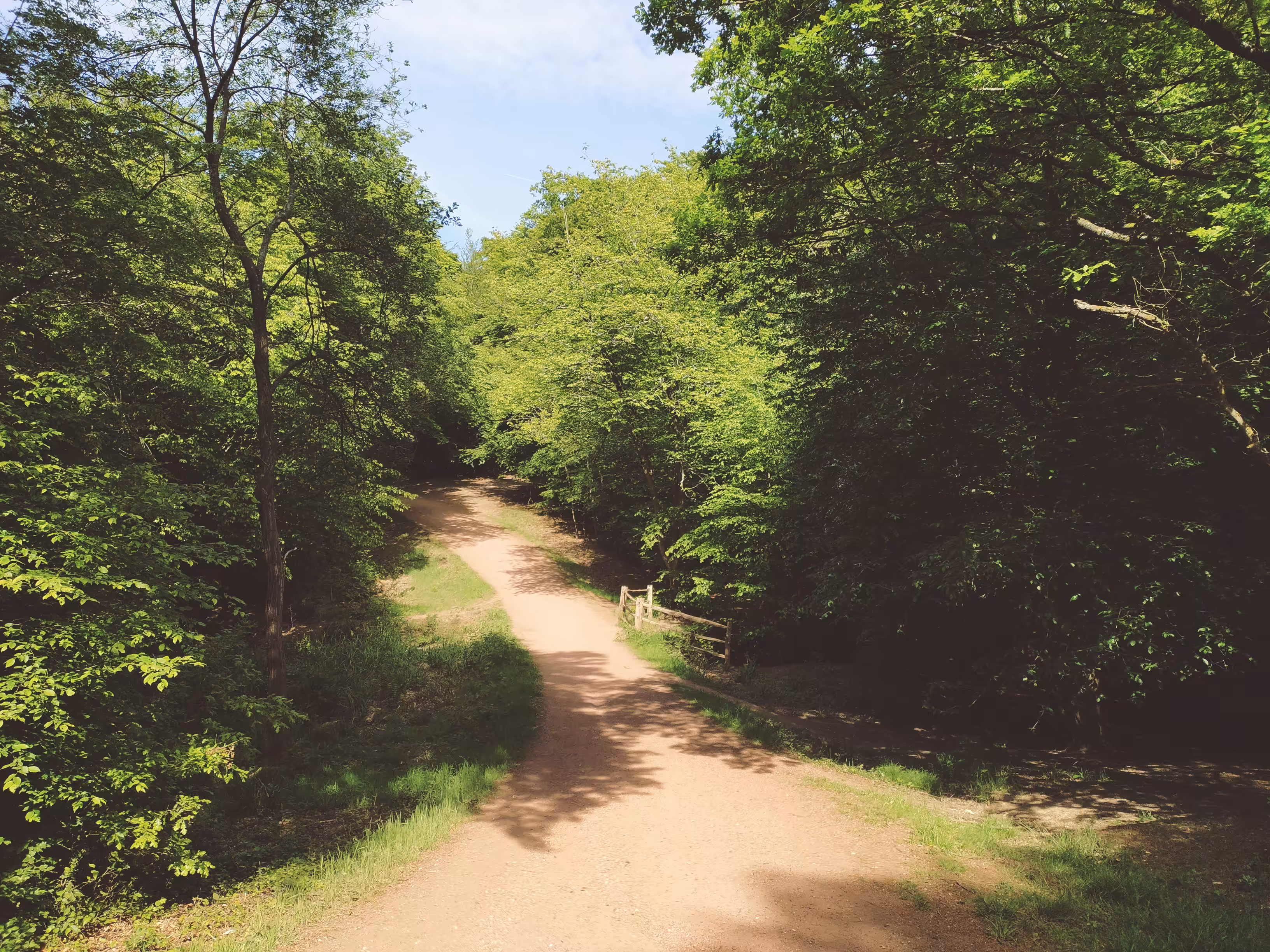 MTB Forest Trail