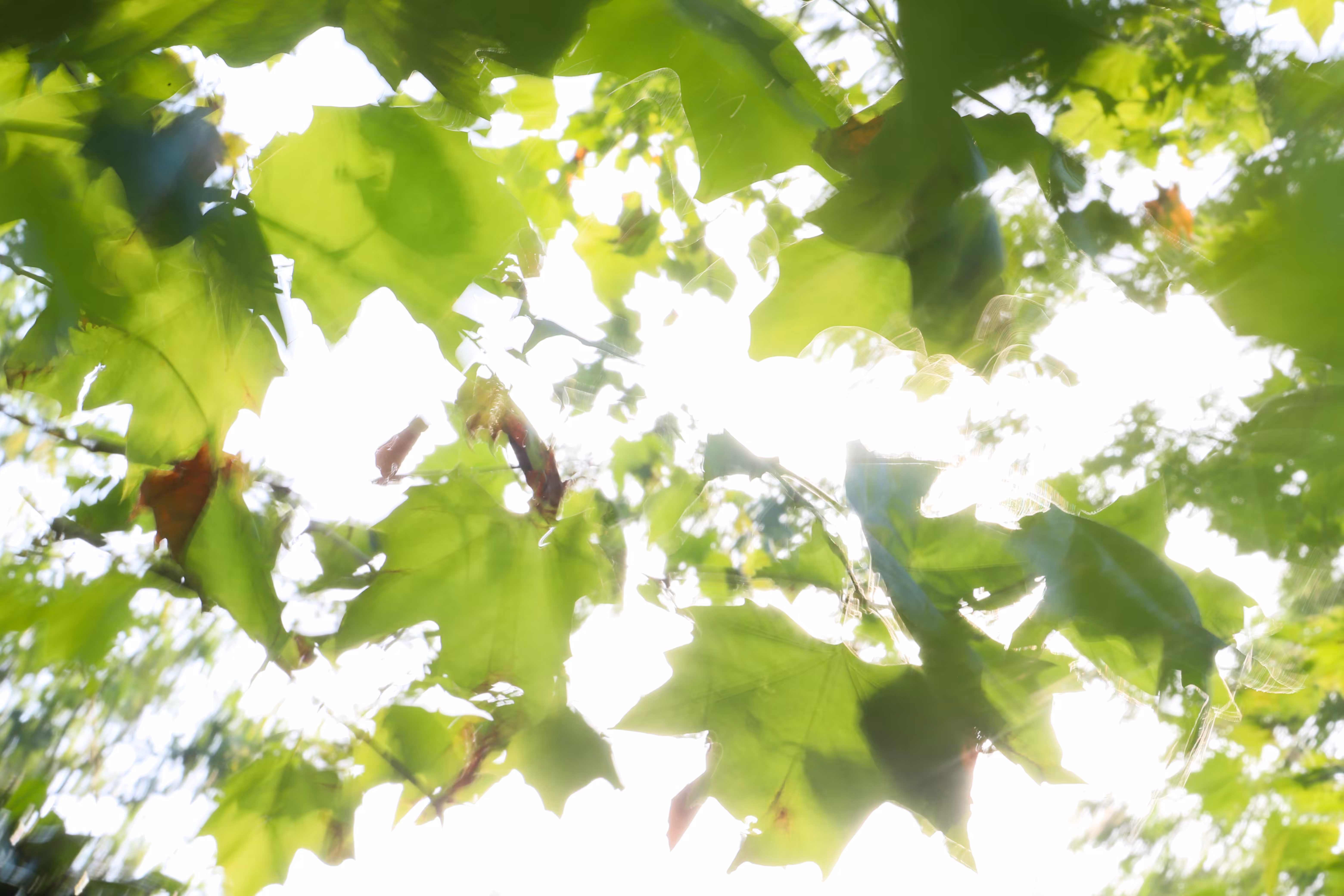 Nature Poesy #2