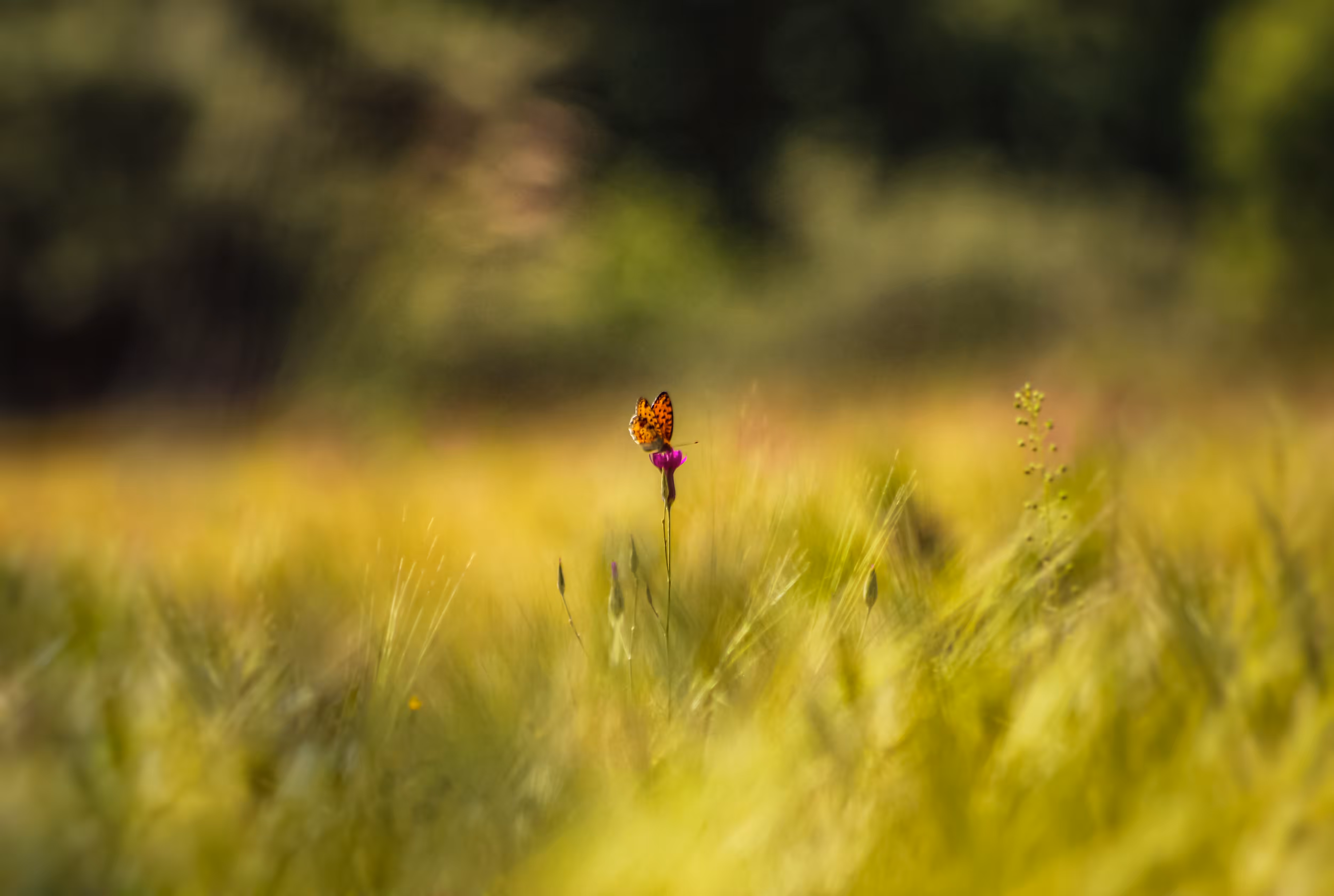 Aphrodite Fritillary