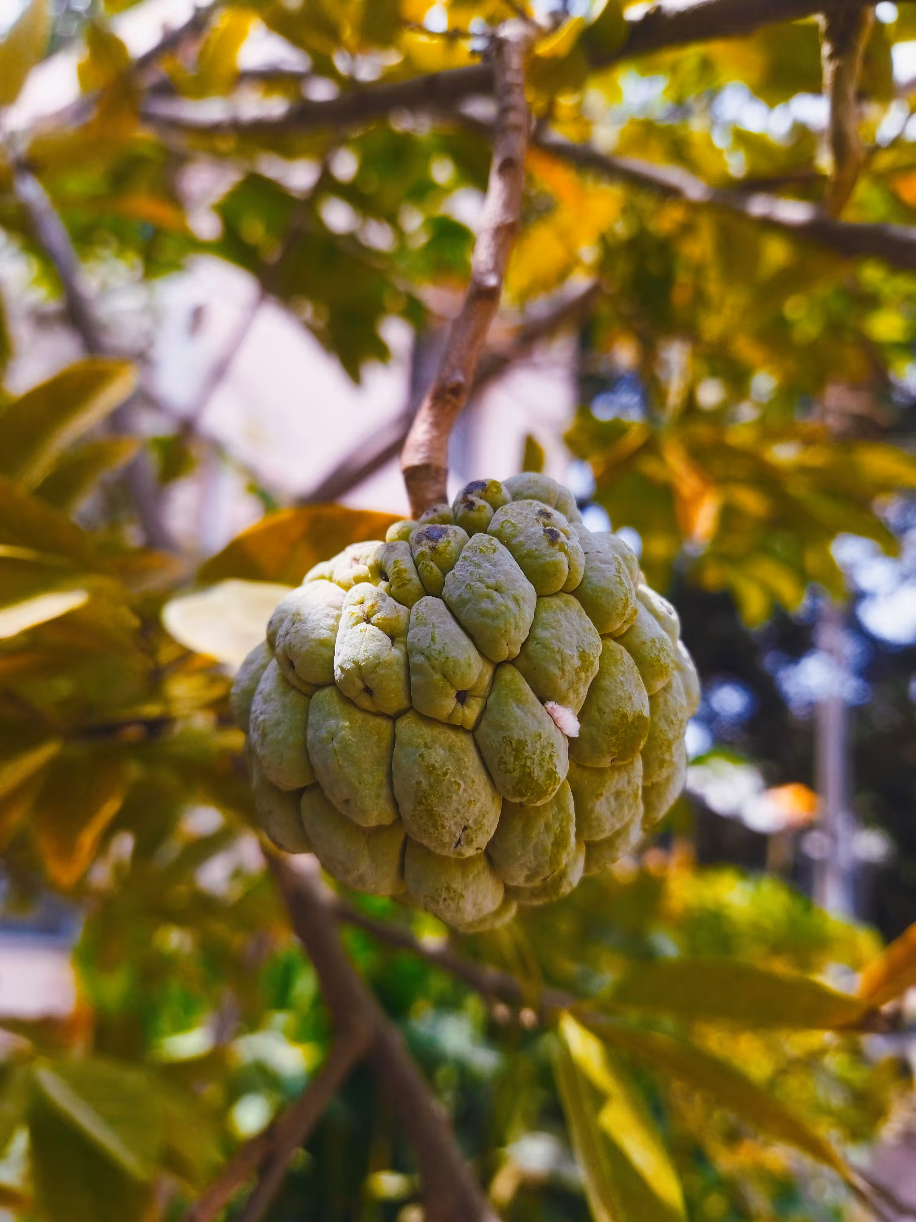 Custard Apple 