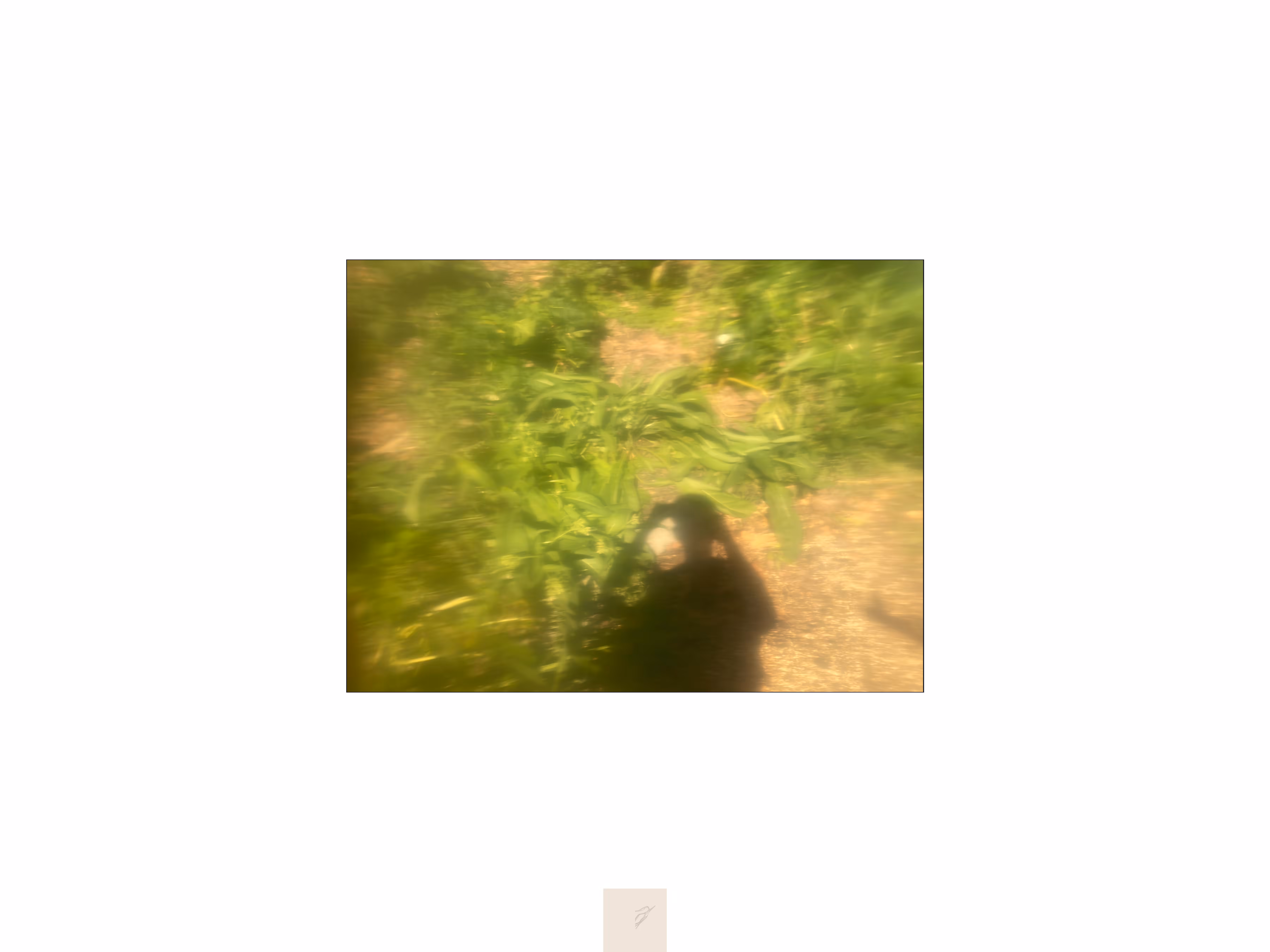 shadowingrass.21EST1