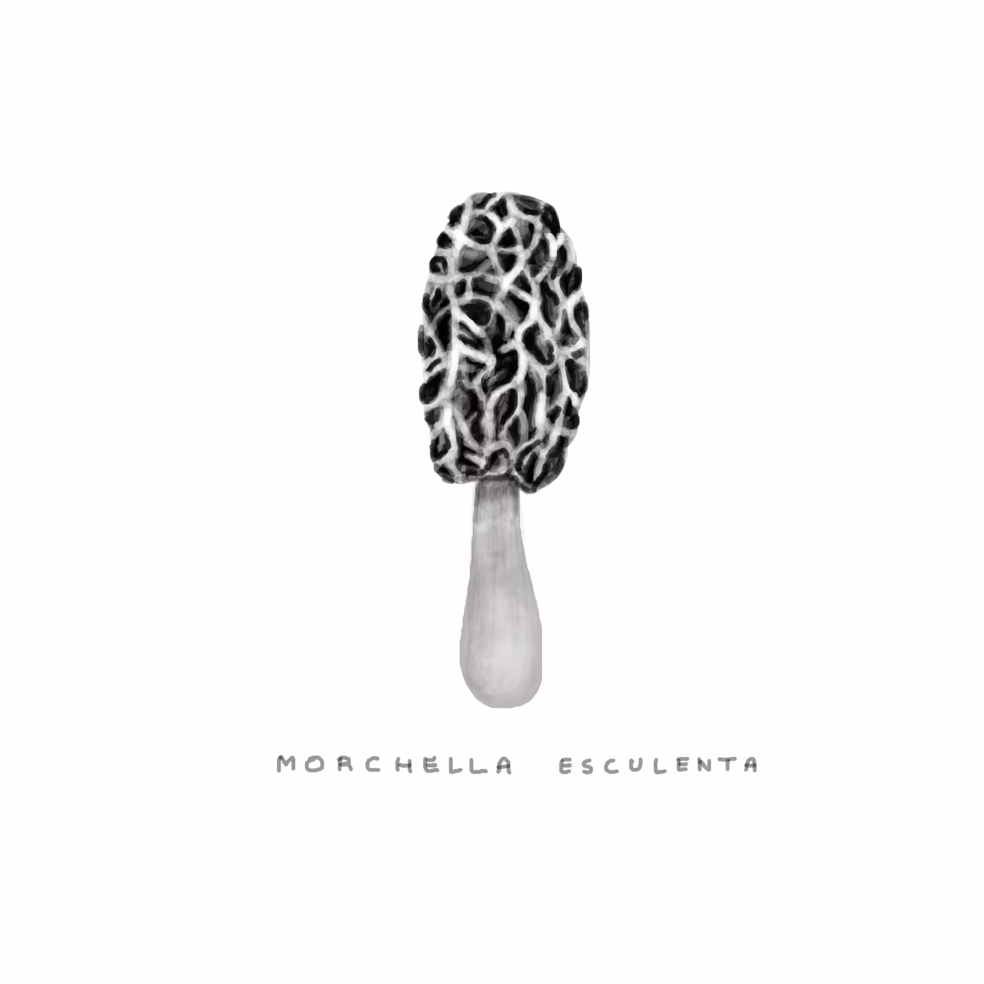 #4 RADIO - Morchella Esculenta