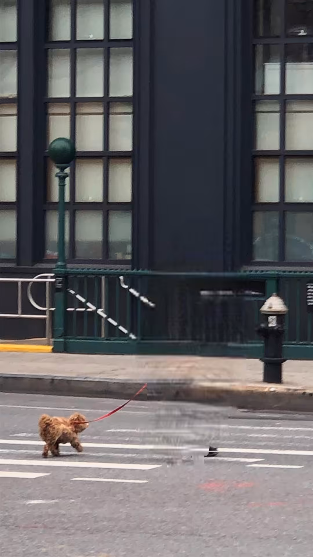 Post human dog: Oscar