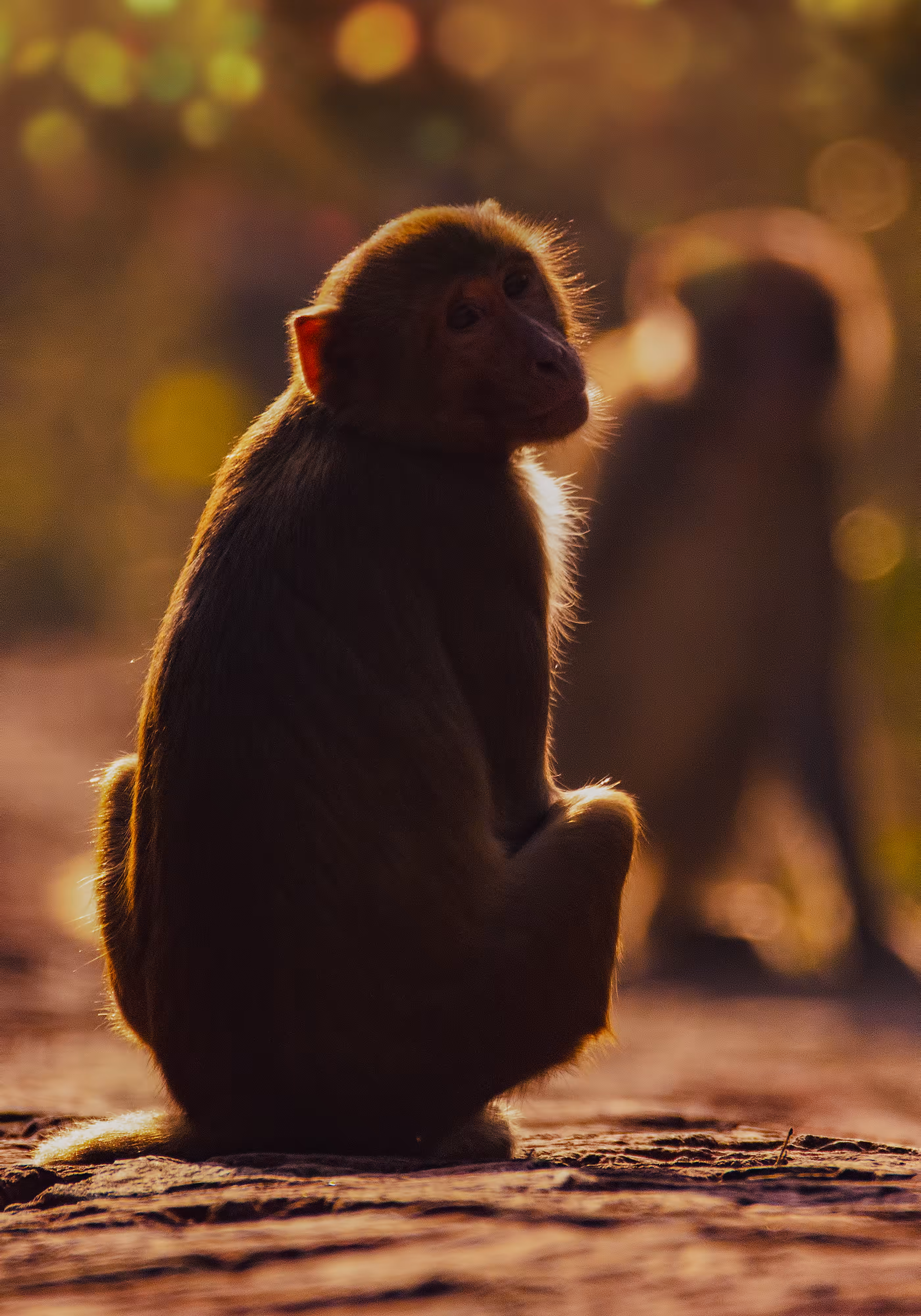 Monkey Business  (Rhesus Macaque)