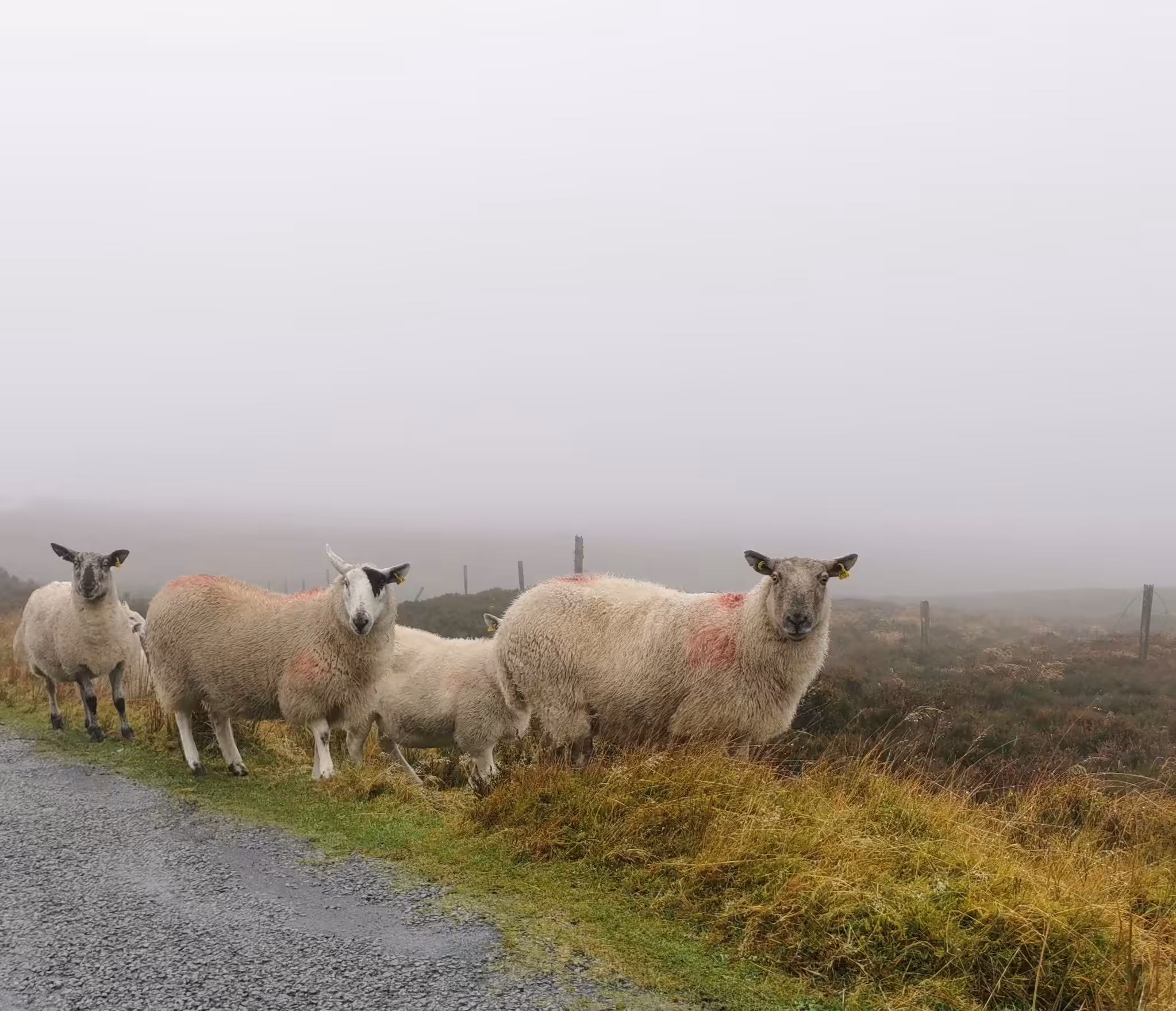 Irish Sheep