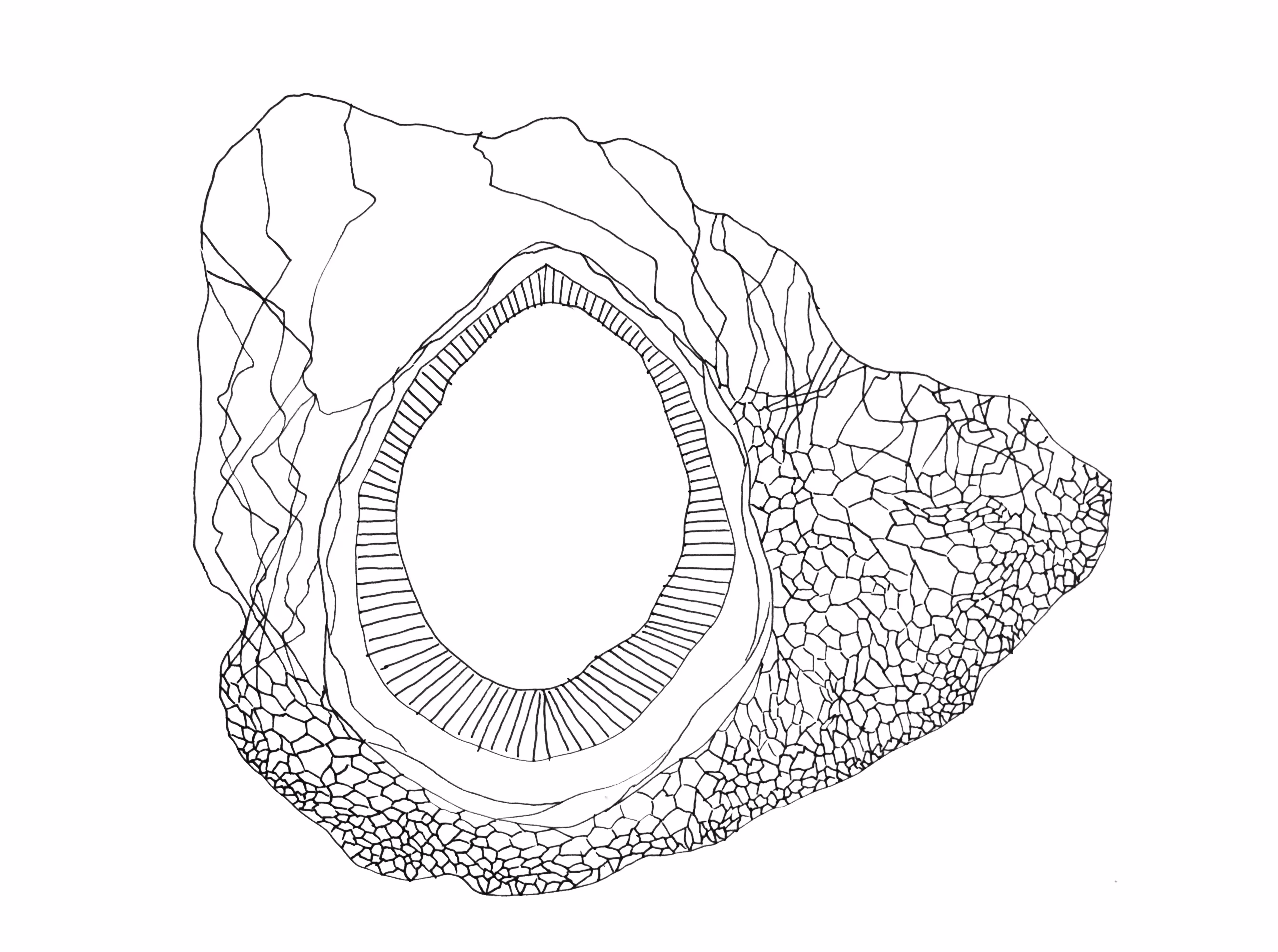 Barnacle 01