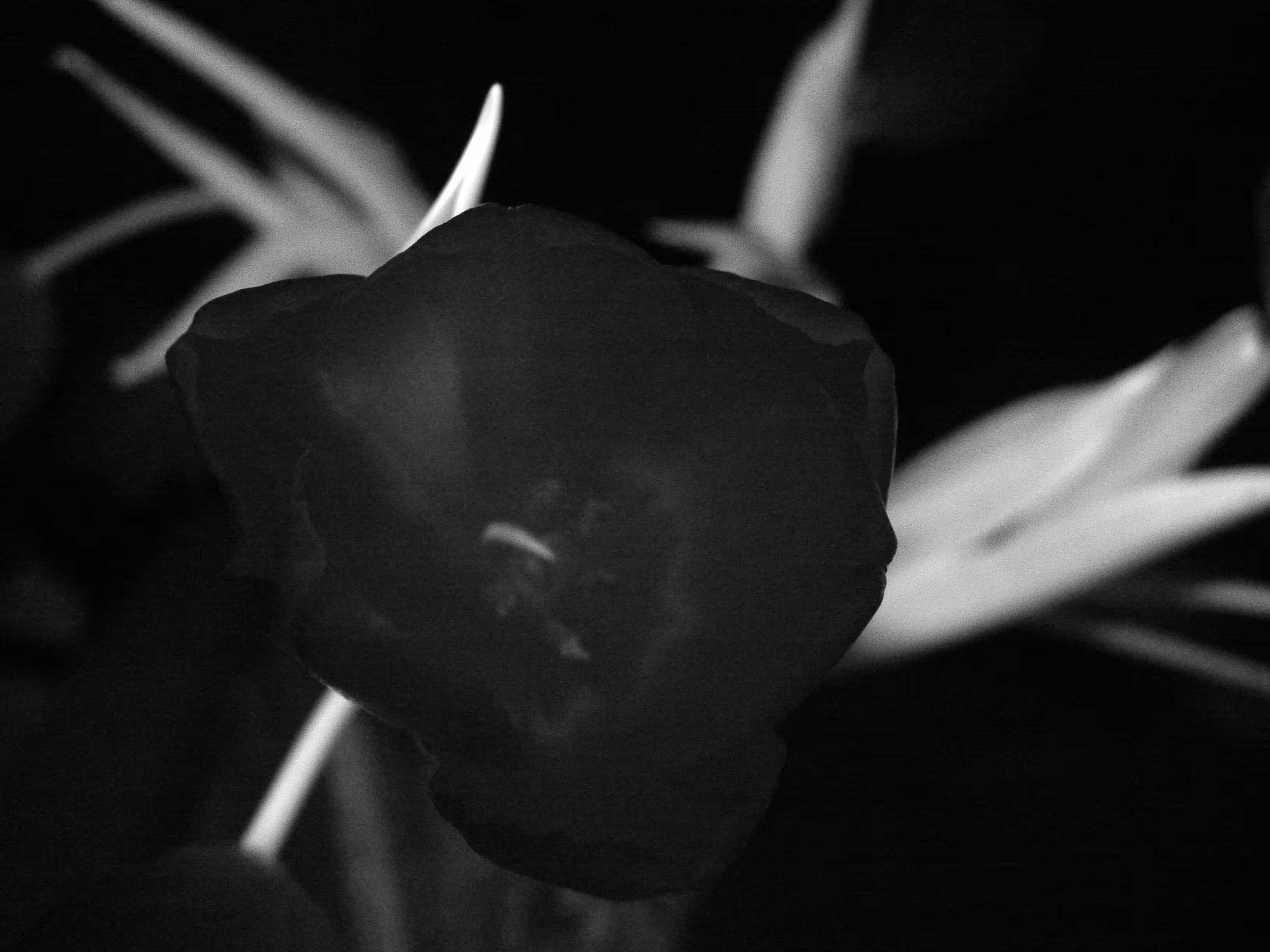 Chlorophyll Suite III