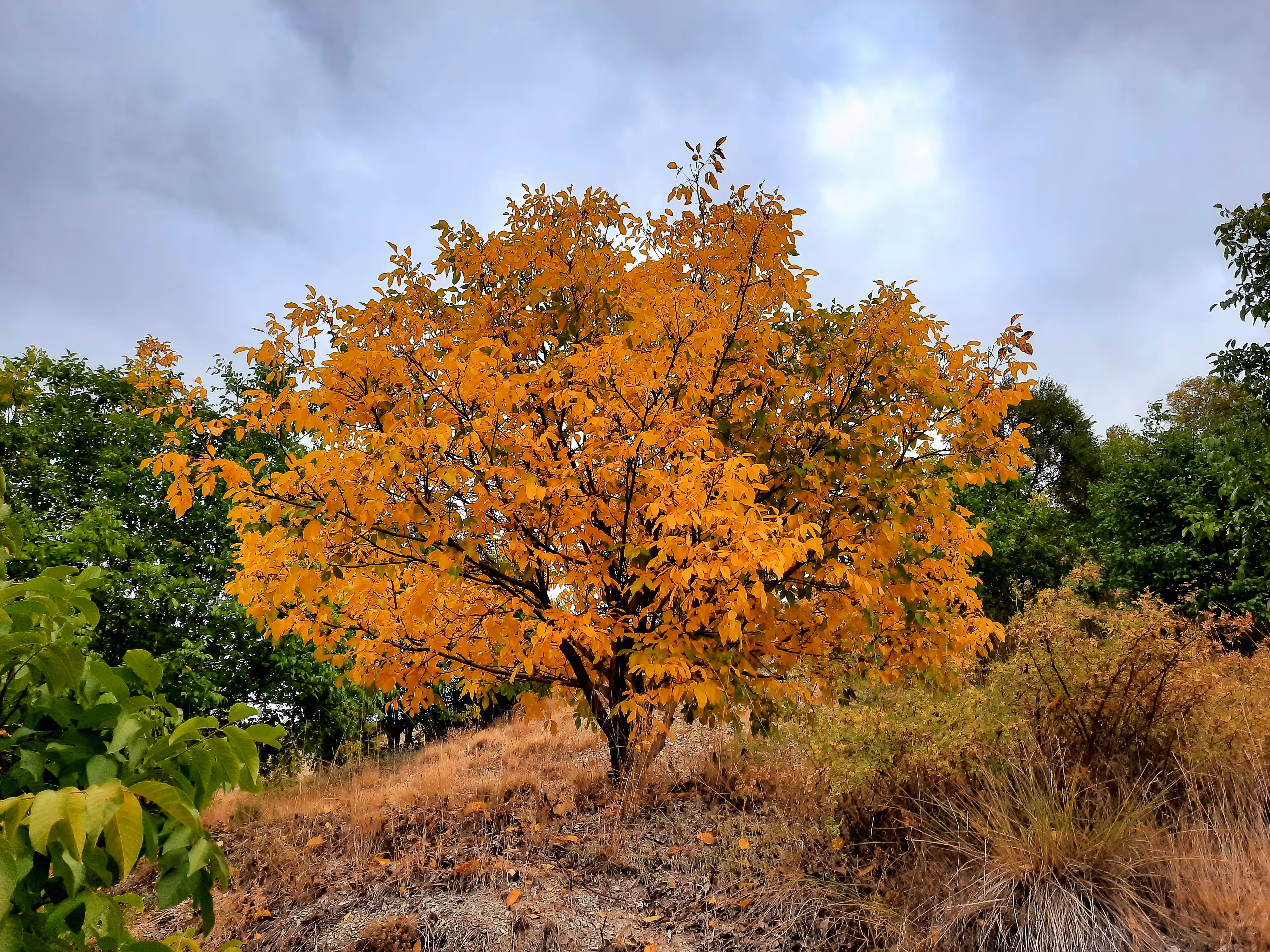 Autumn