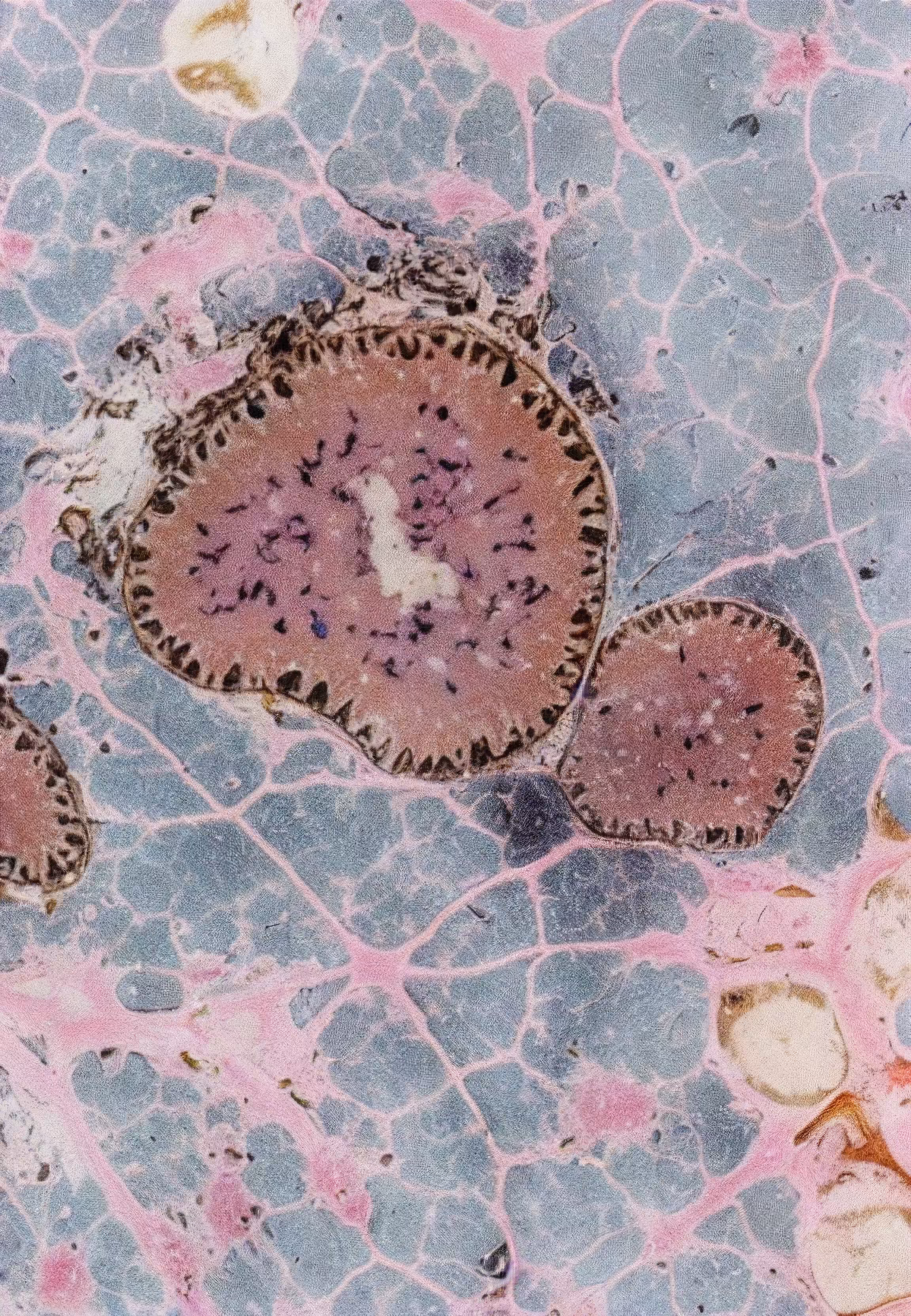 Histologia In Silico #120