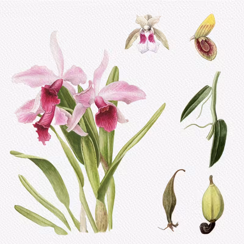 Botanical Illustration - Orchids 1 #14