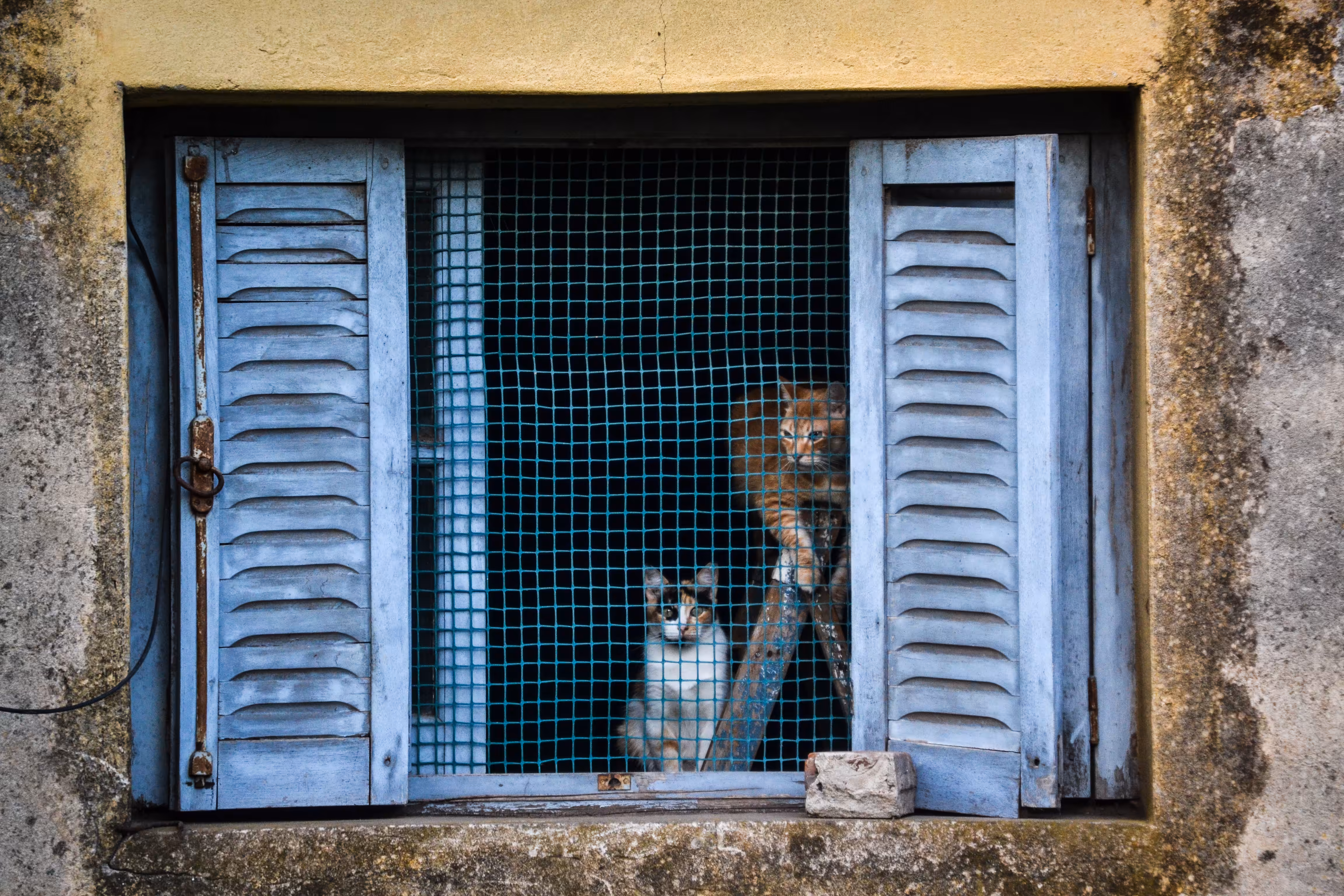 Cats in the Window