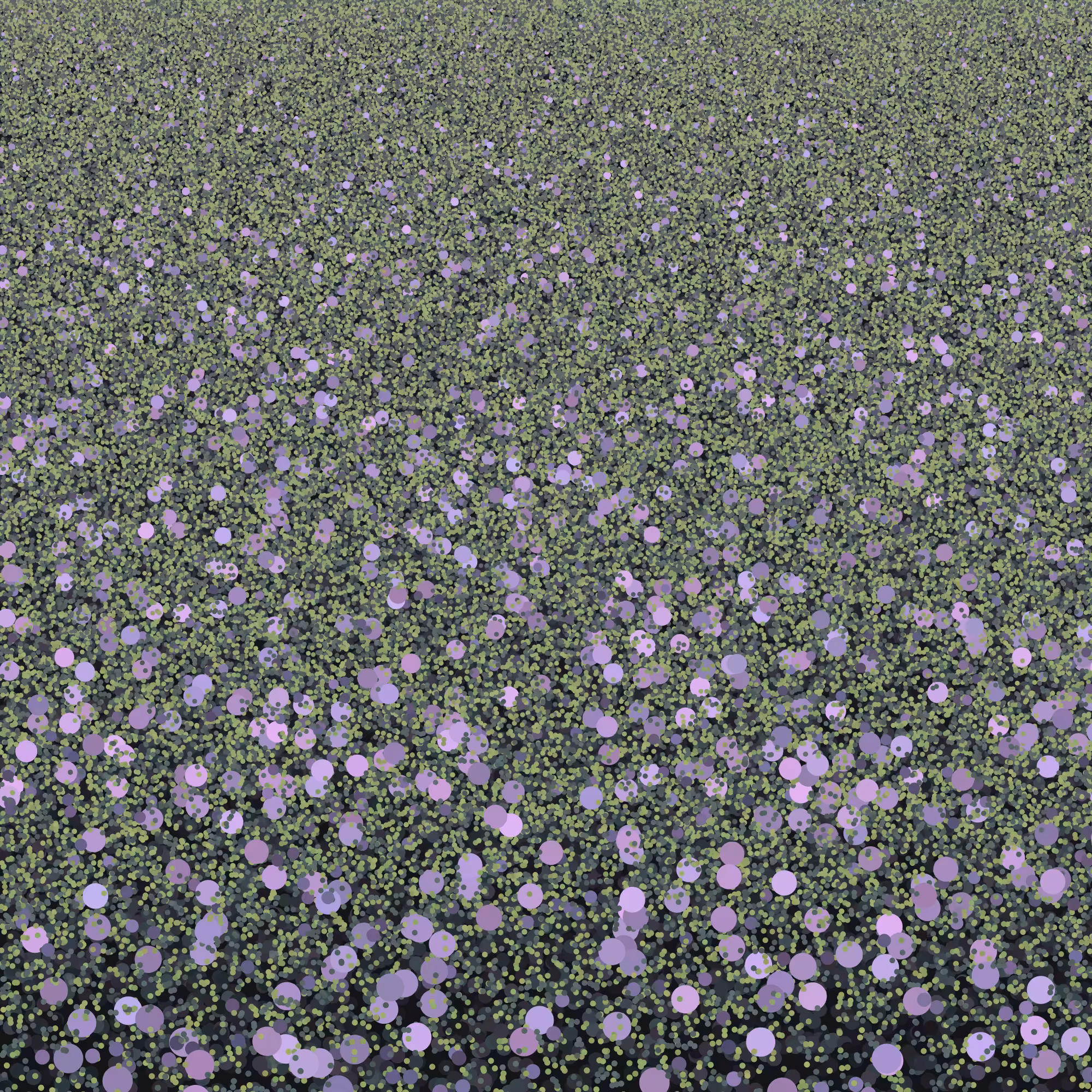 Flowers, Lavender